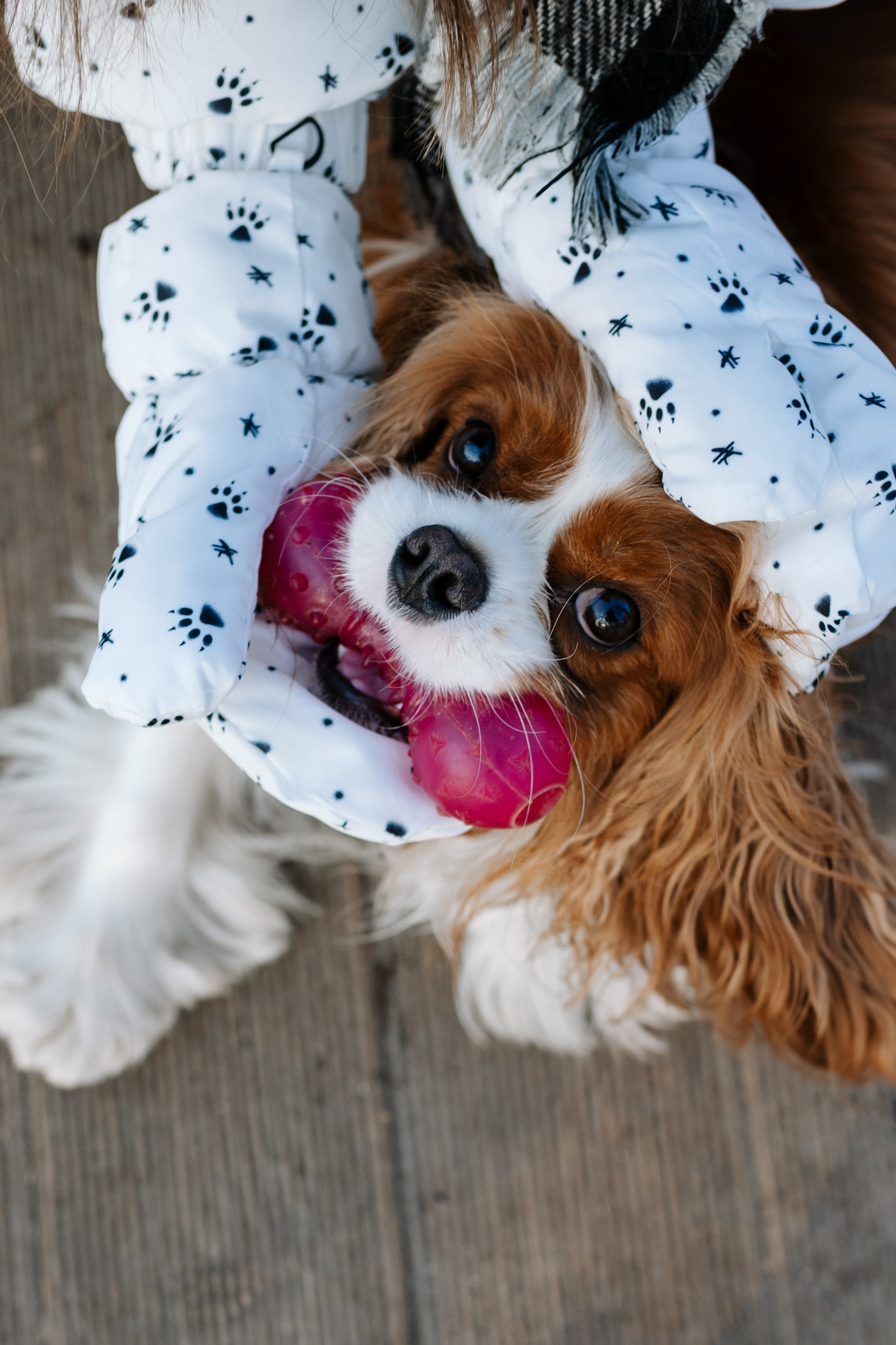 Лена и Арчи. Фотограф анималист в Москве Ольга Агушева