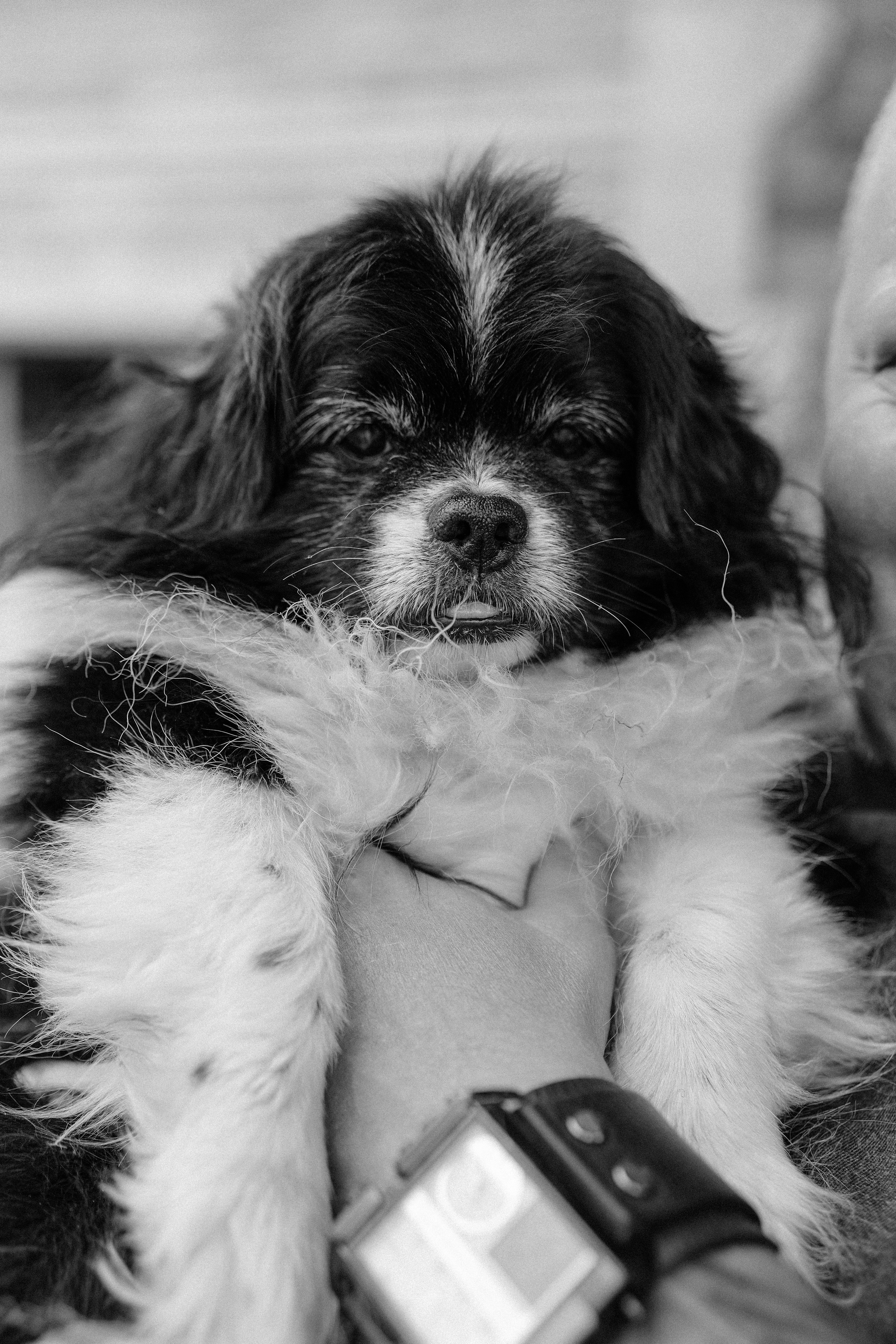 A&A. Пушистая Сова - Свадебный и портретный фотограф Воронеж, Москва, Питер