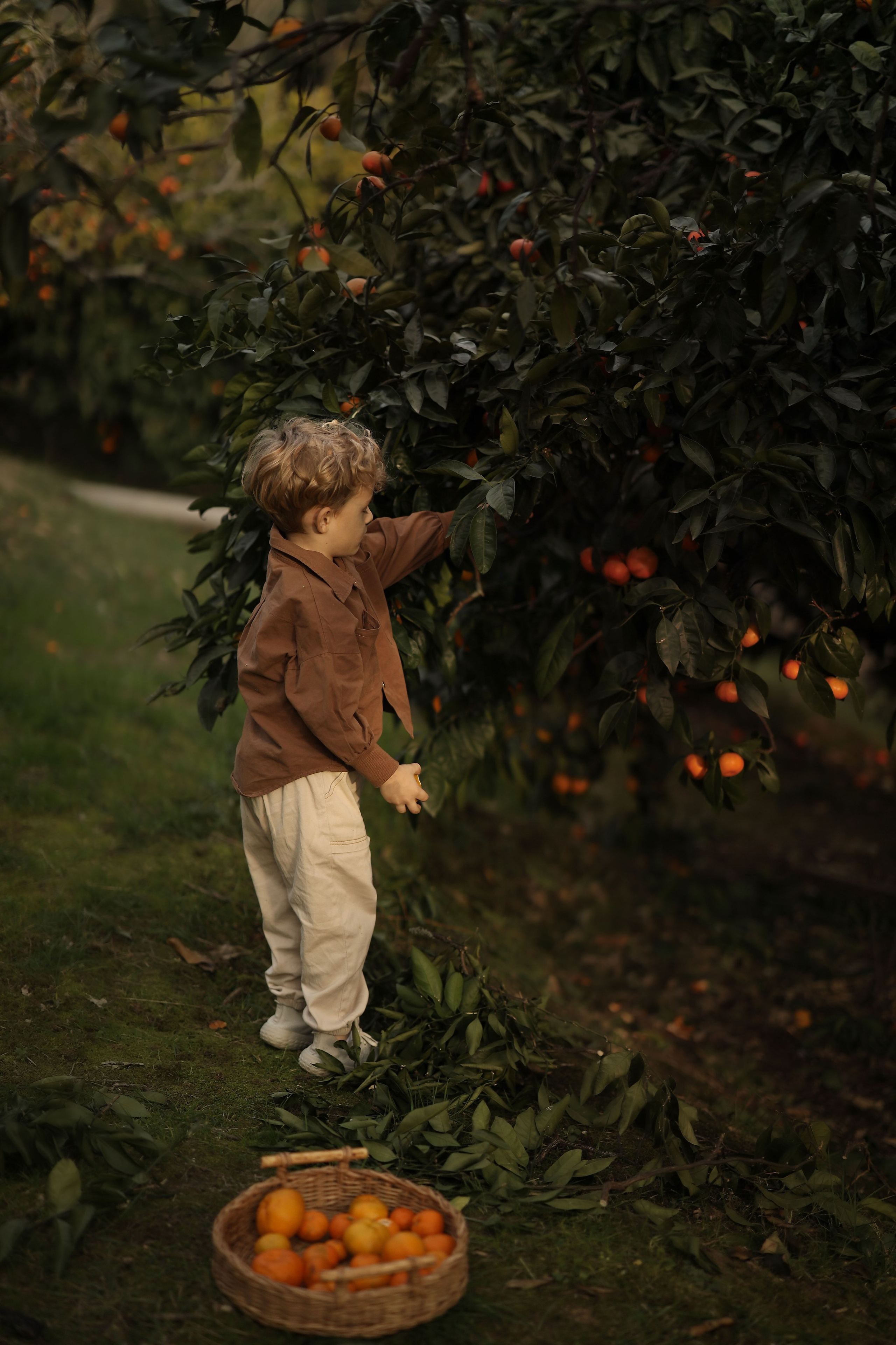 Семейная фотосессия в мандариновом саду Абхазии. Свадебный и семейный фотограф в Абхазии Жанна Соснина