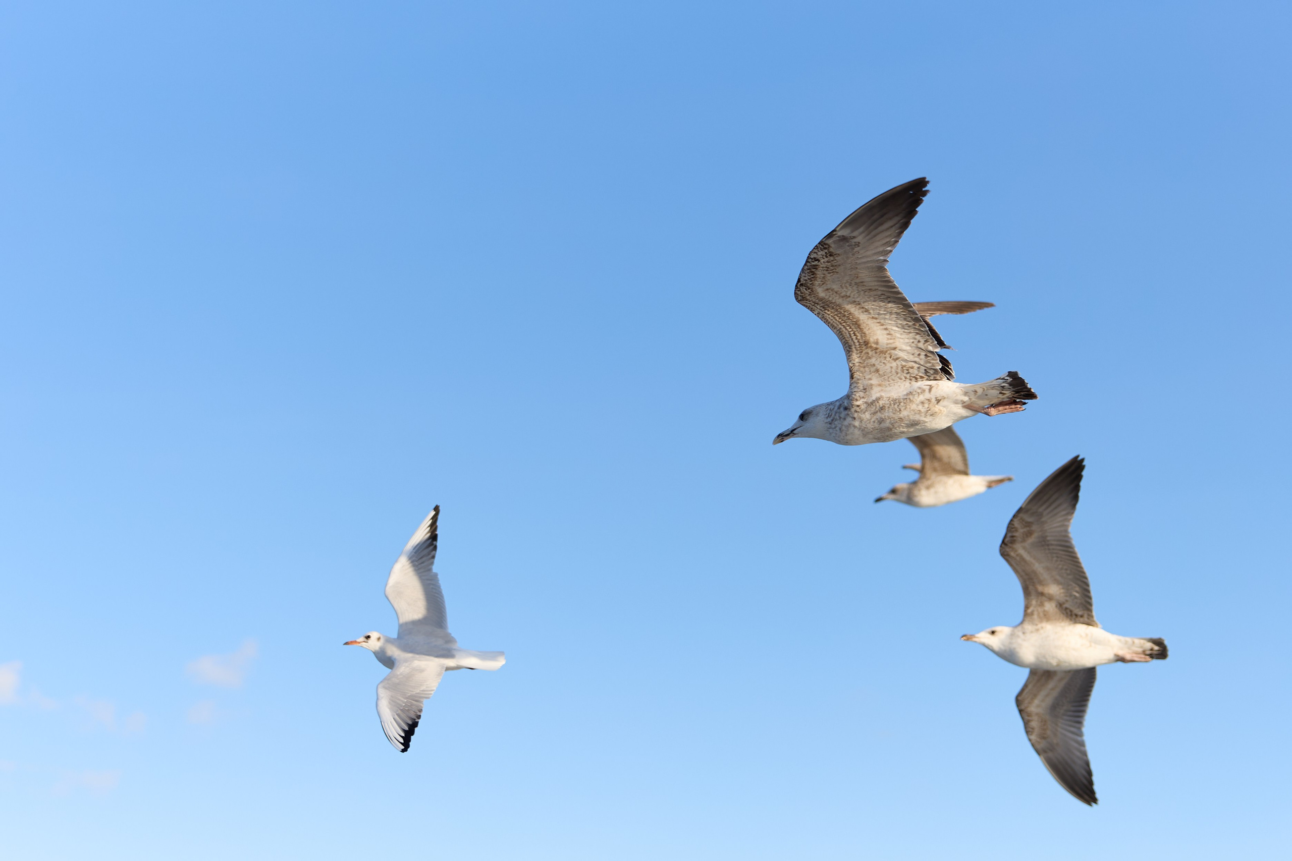 Стамбул 24. Фотограф Москва, Дима Пеллер