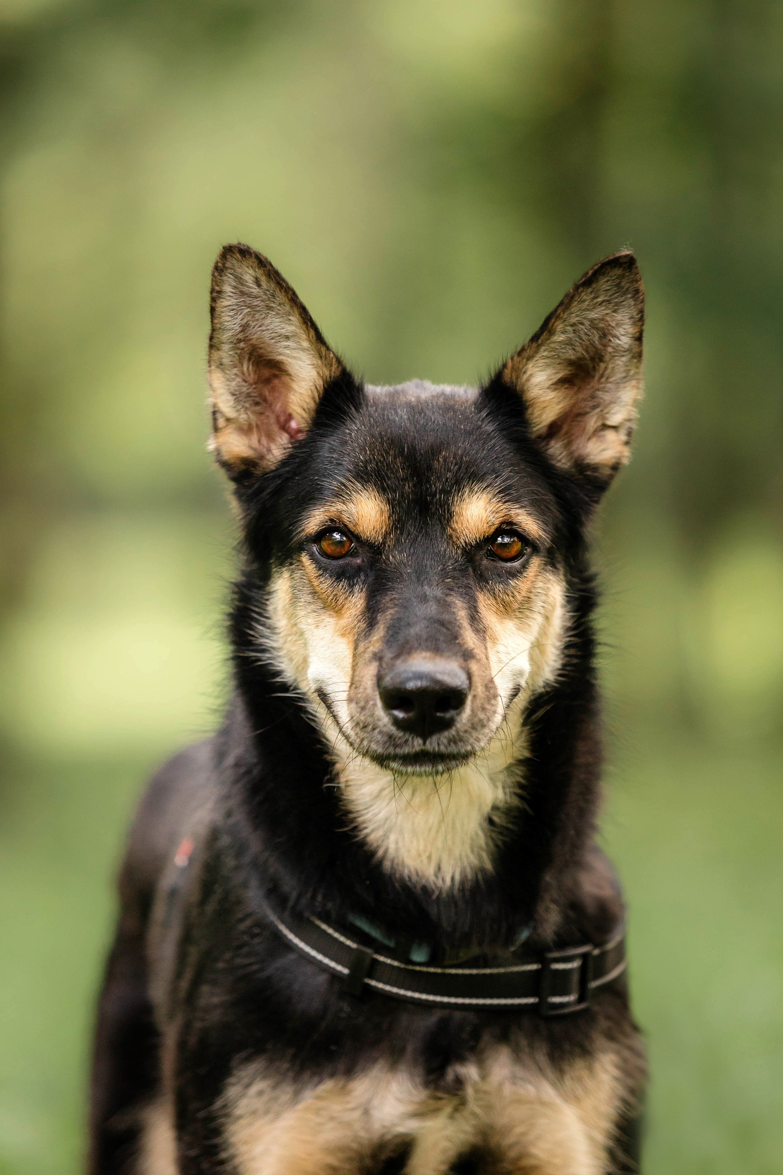 Как я выбираю, на какой объектив снимать животных?