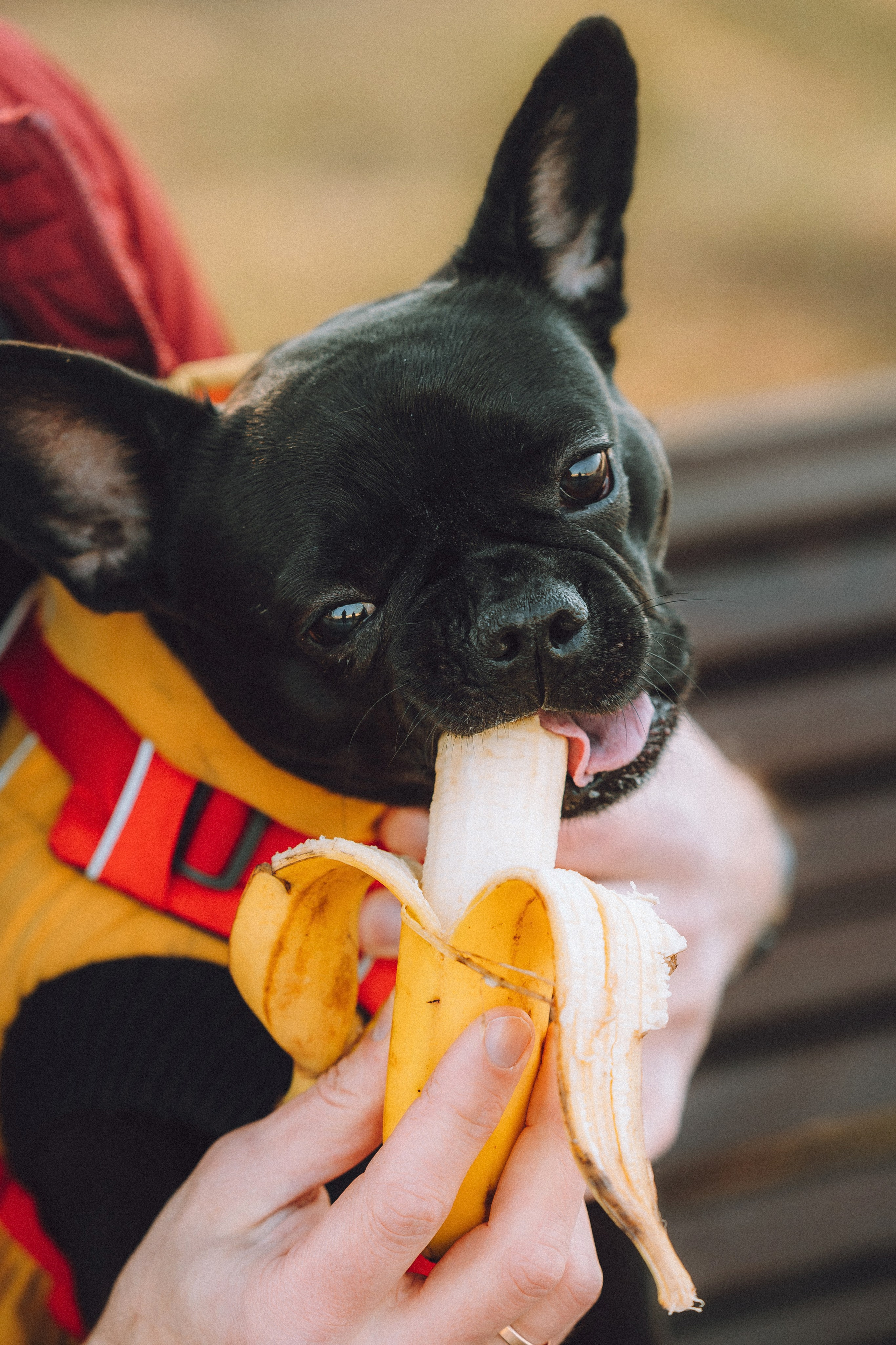 Саша, Дима и Шпуля