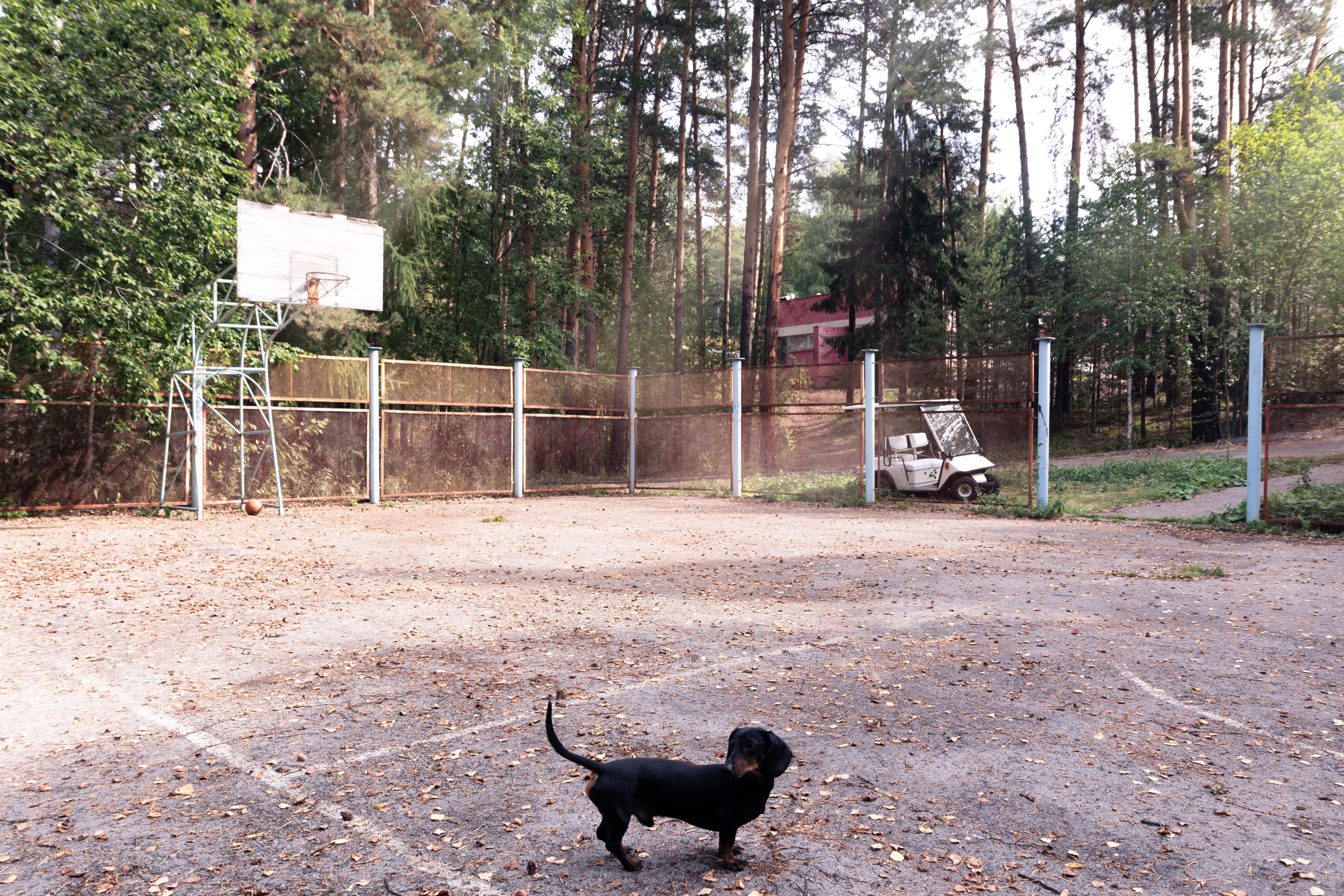 Фотосъёмка животных. Предметный и репортажный фотограф Алексей Кротов