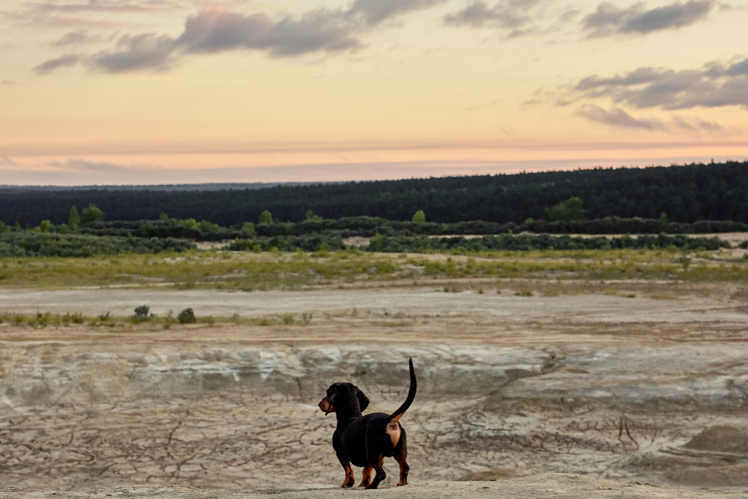Фотосъёмка животных. Предметный и репортажный фотограф Алексей Кротов