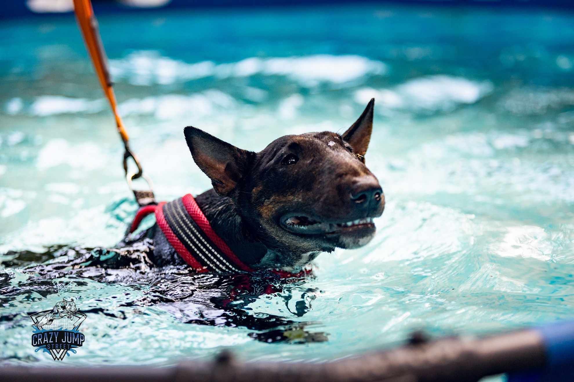 Собаки, спорт, Док дайвинг. Свадебный и репортажный фотограф в Москве и Московской области