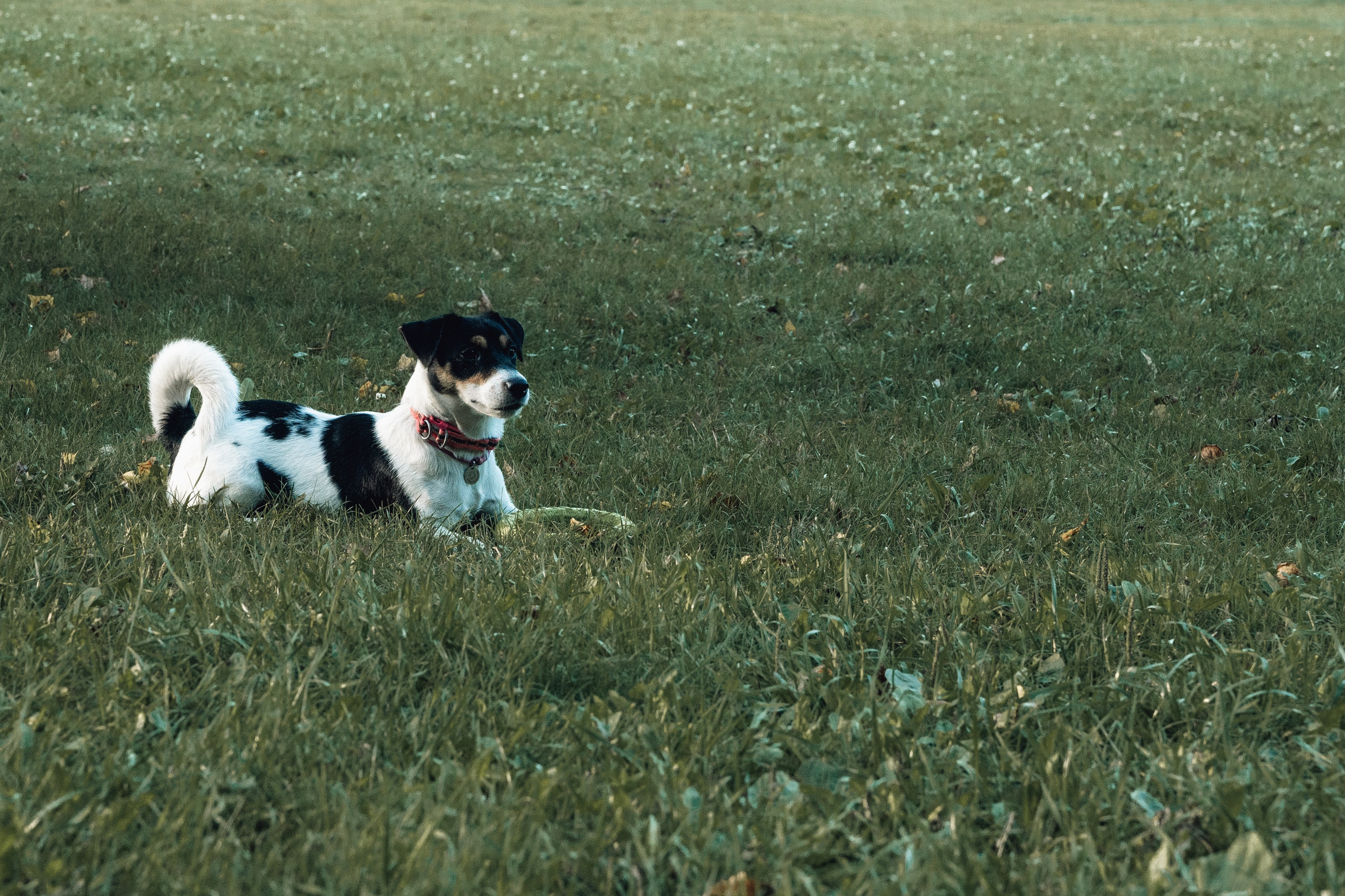 Аня и Луна. Фотограф и видеограф в Тюмени Екатерина Чернецкая