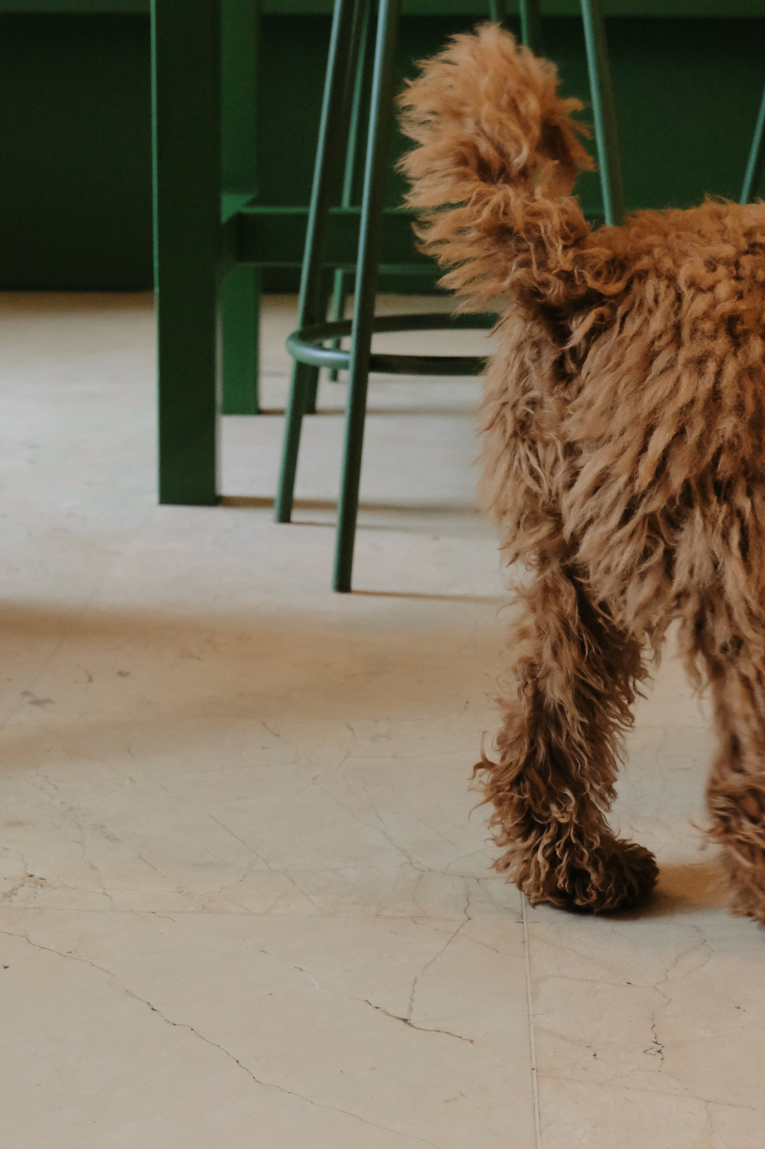 Питомцы. Татьян гертье