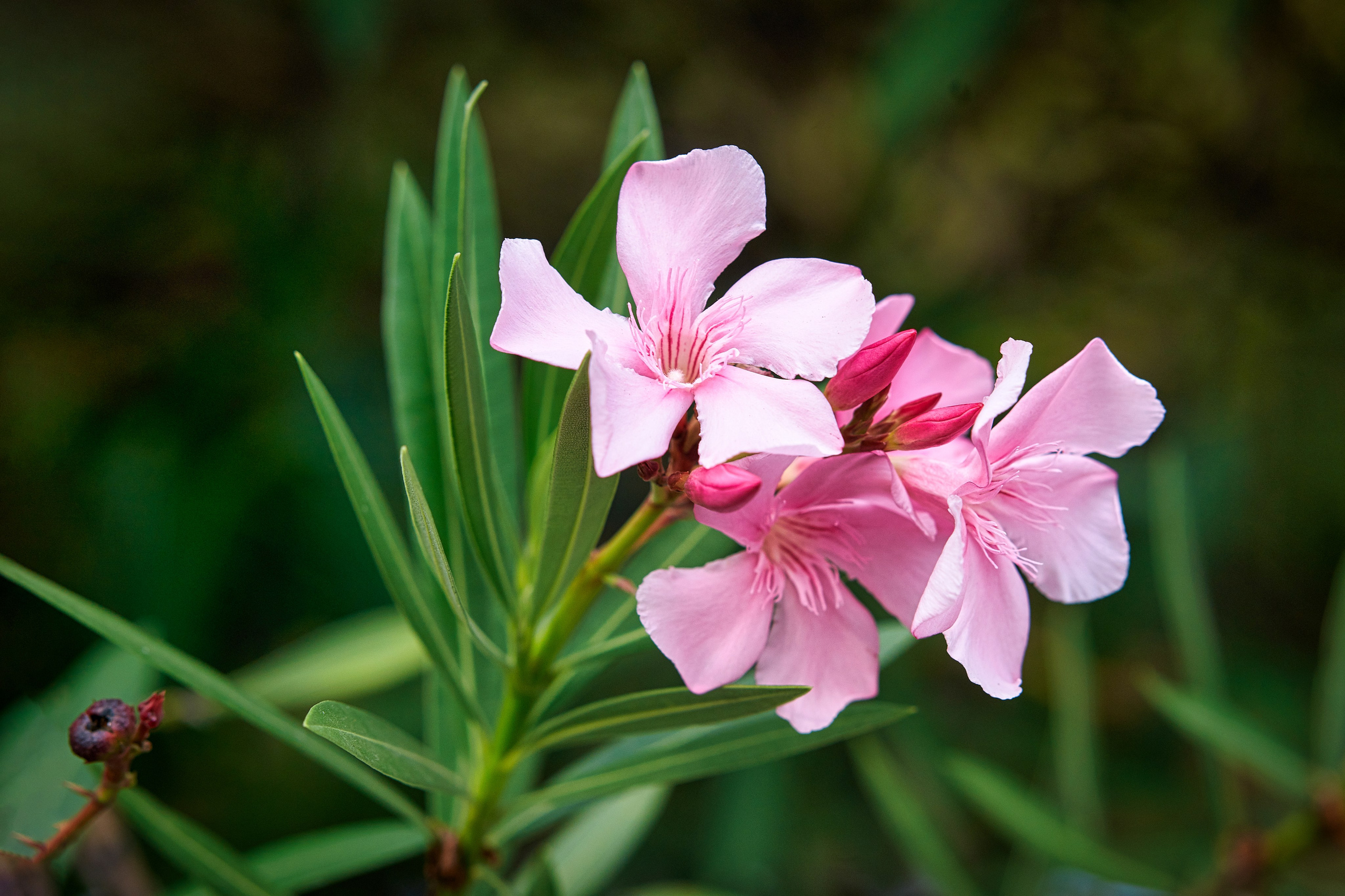 Сочи. Чёрное море. Фотограф Владимир Артамонов