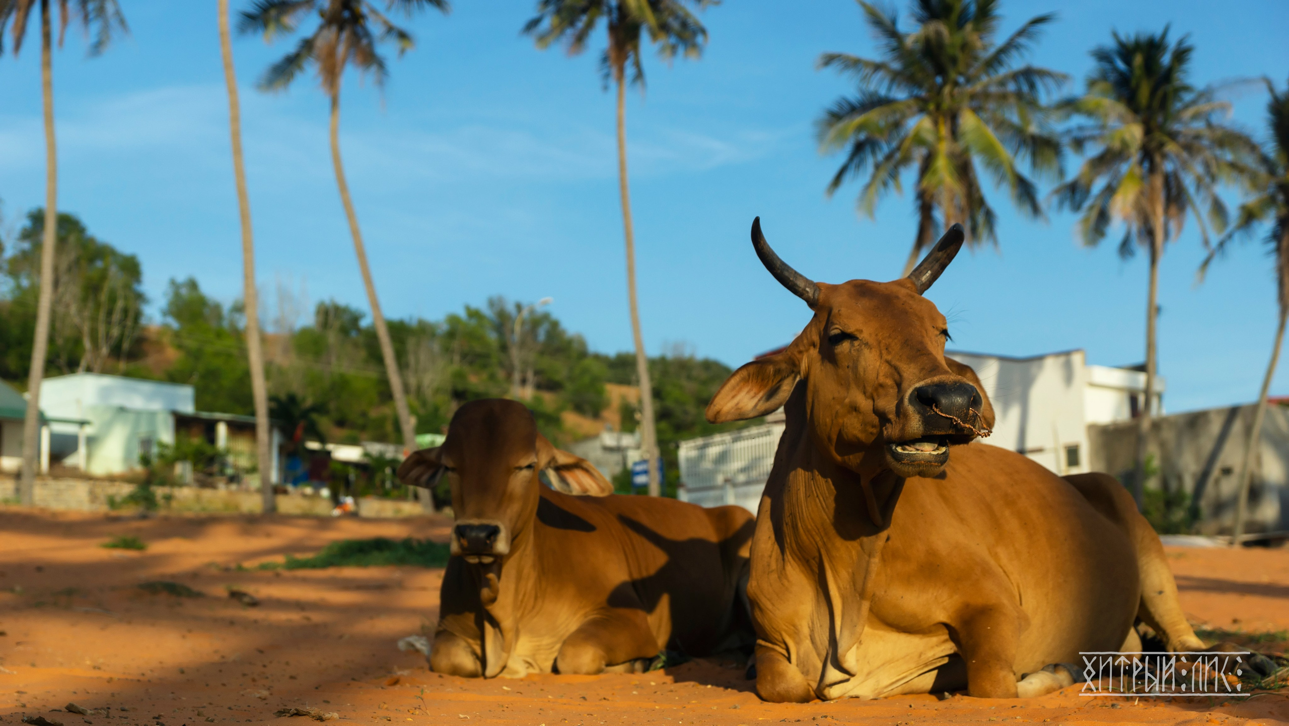 Вьетнам. Фотограф-путешественник Самойлов Максим «Sly Fox»
