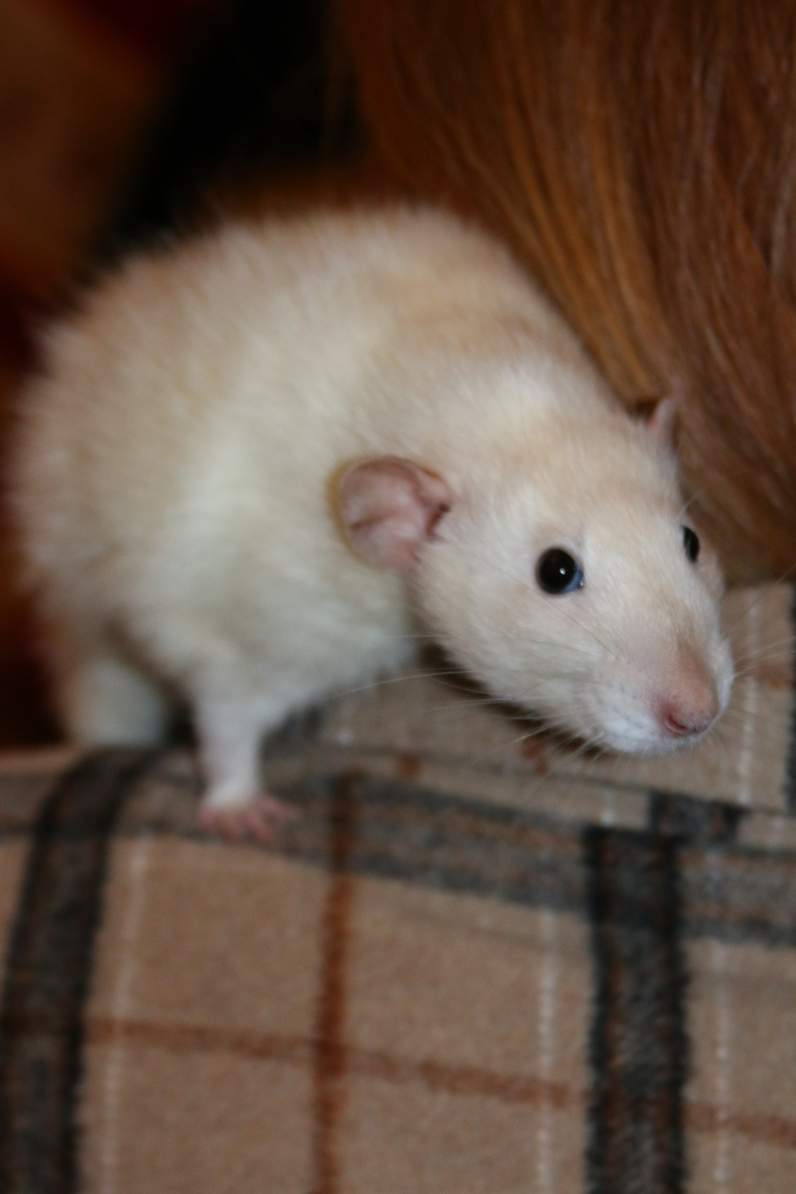 Съемка с питомцем