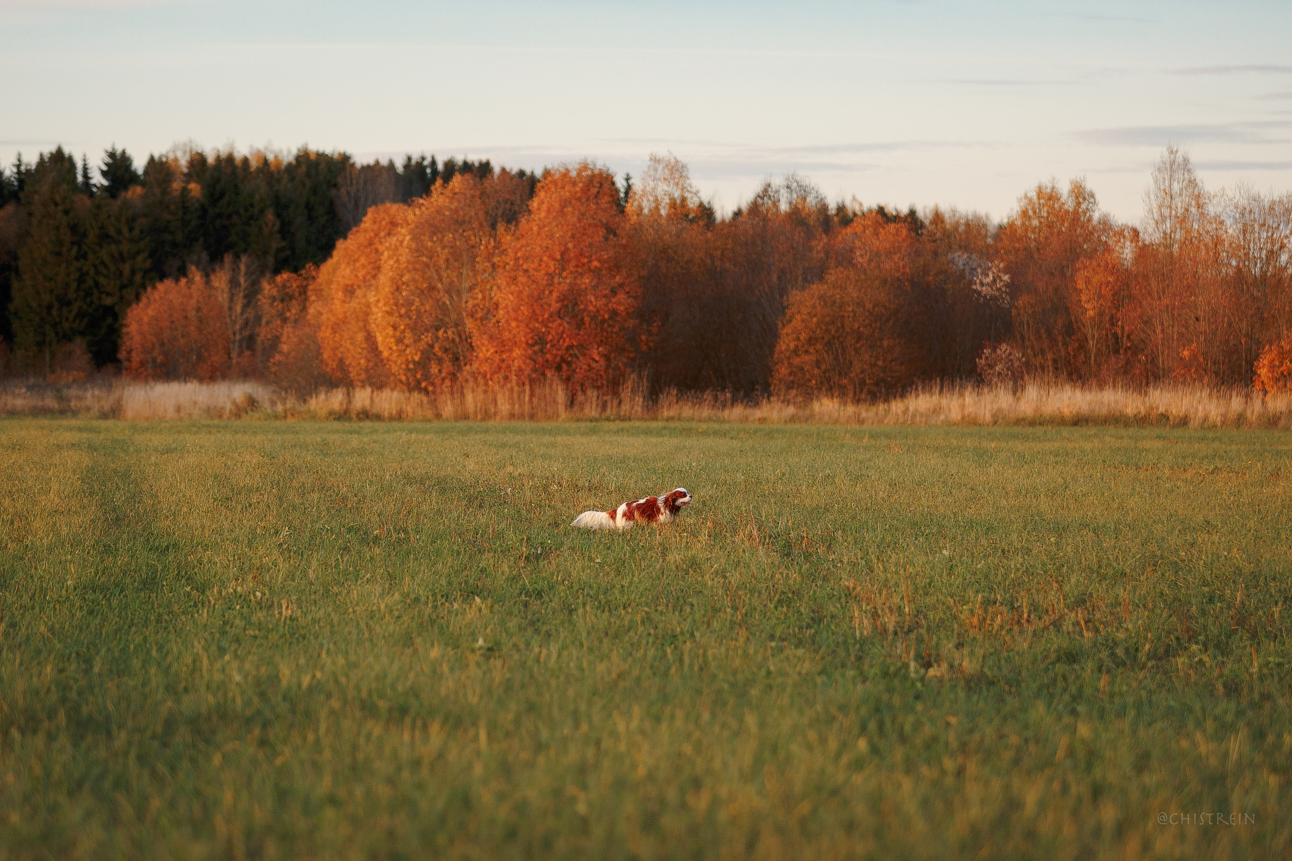 Октябрьский закат в полях. Алина и Лео. Фотограф-анималист Наталия Чистюхина в г. Сосновый Бор и ЛО