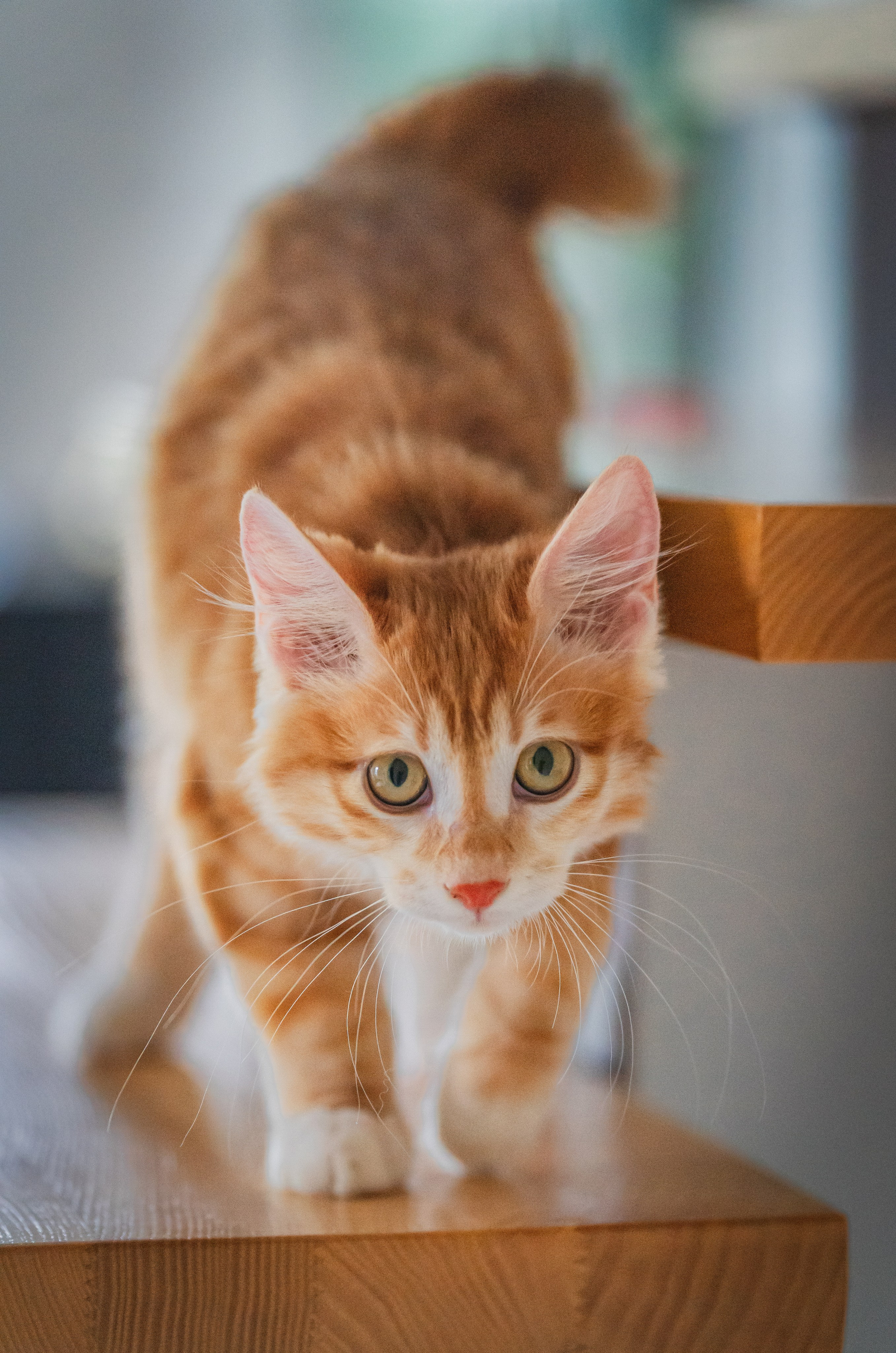 Питомник Курильских бобтейлов. Фотограф в Москве Ленарская Дарья