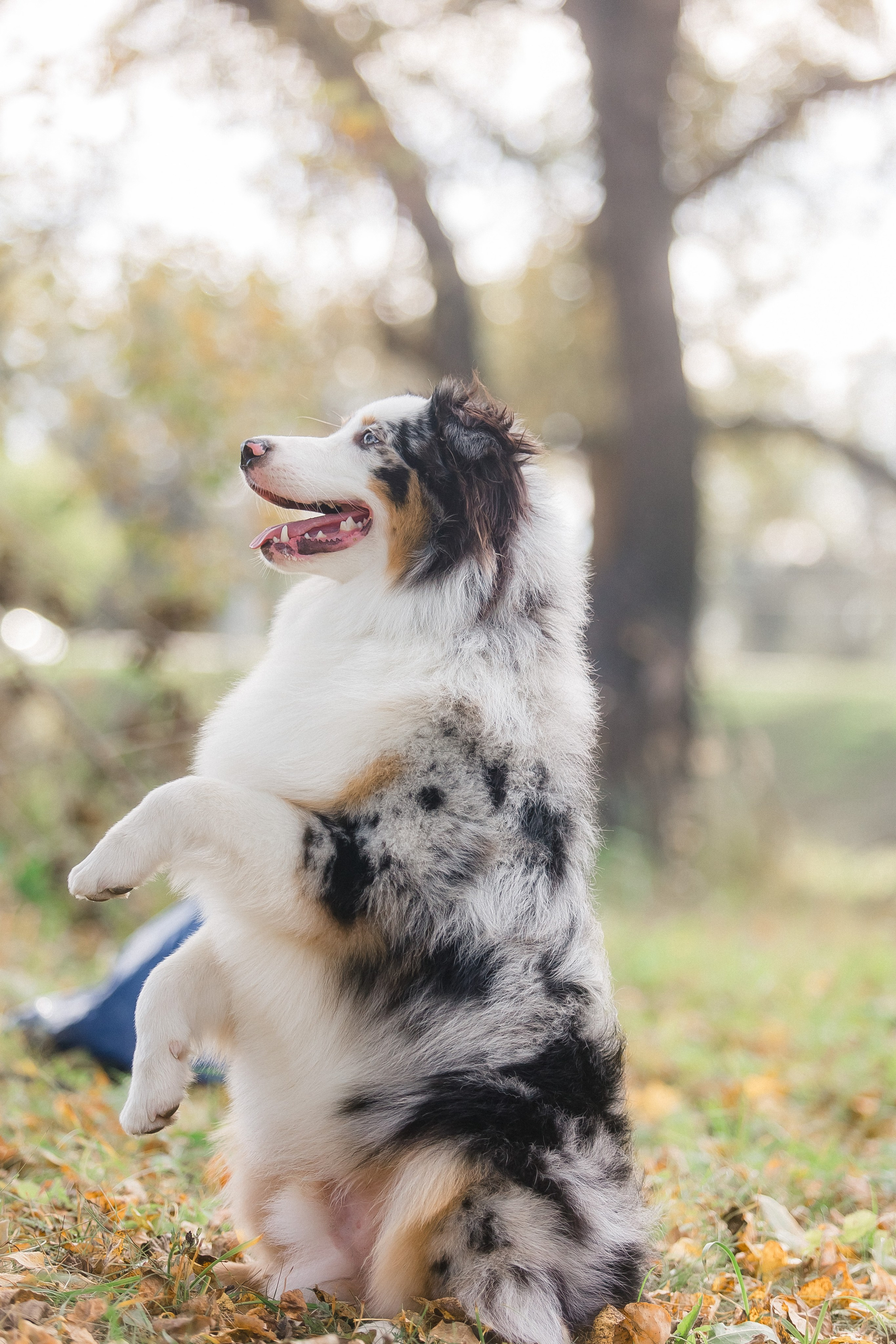 Аусси Дэймон. Свадебный и женский фотограф