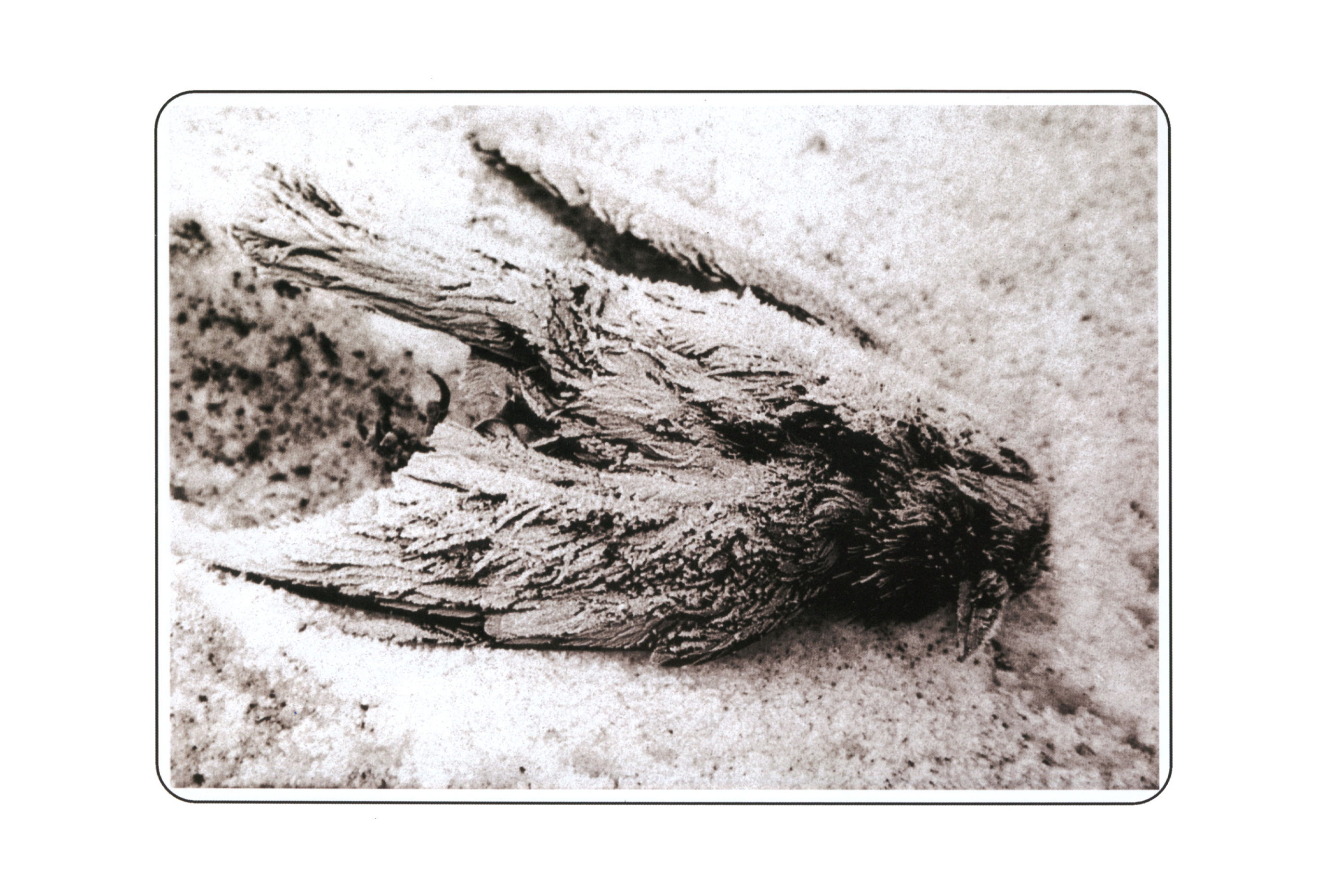 Фотографии. Сергей Михайлович Ландо