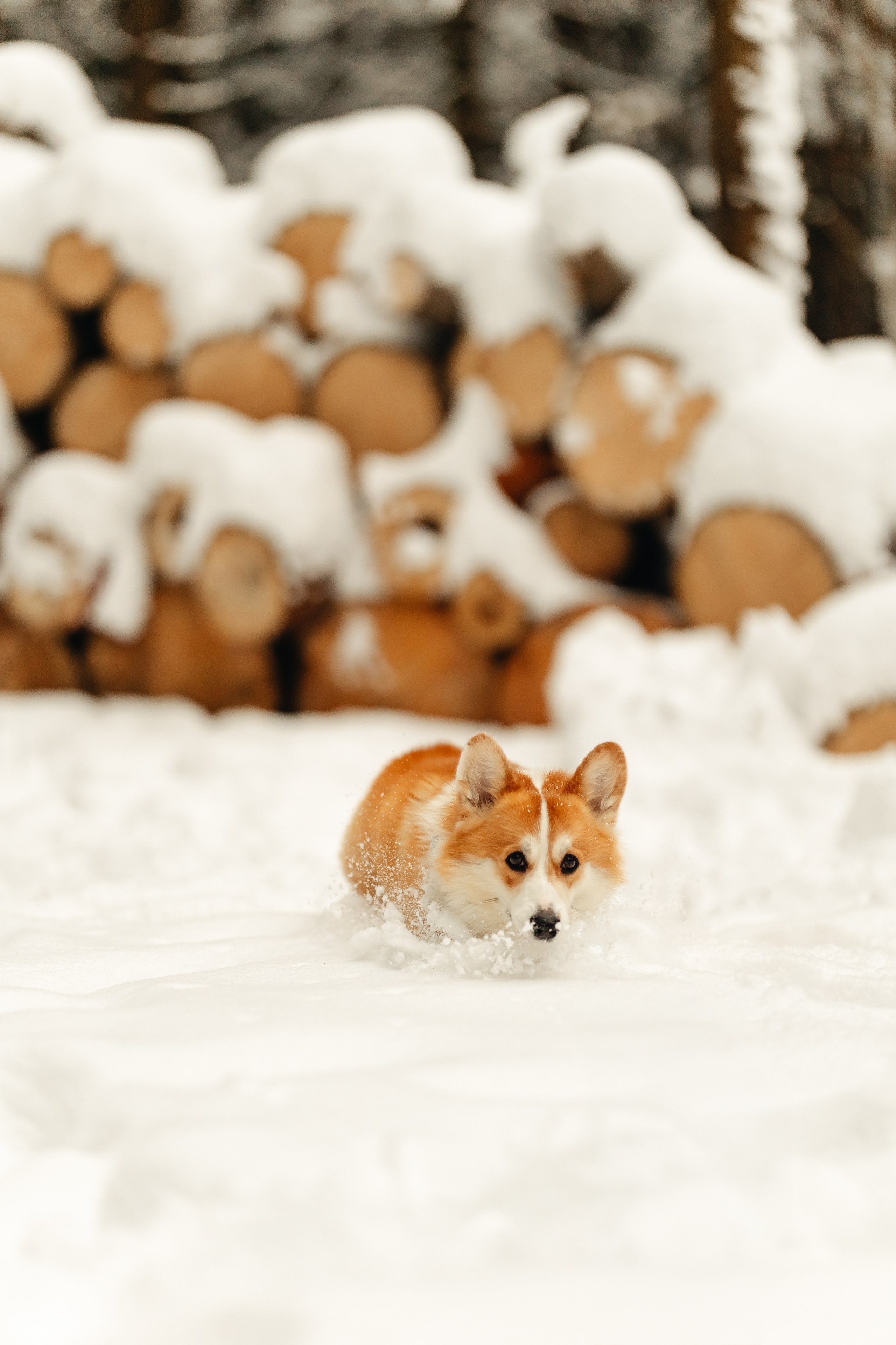Ирина и малыш Бакс. Ирина Бешляга. Фотограф в Москве и по всей России