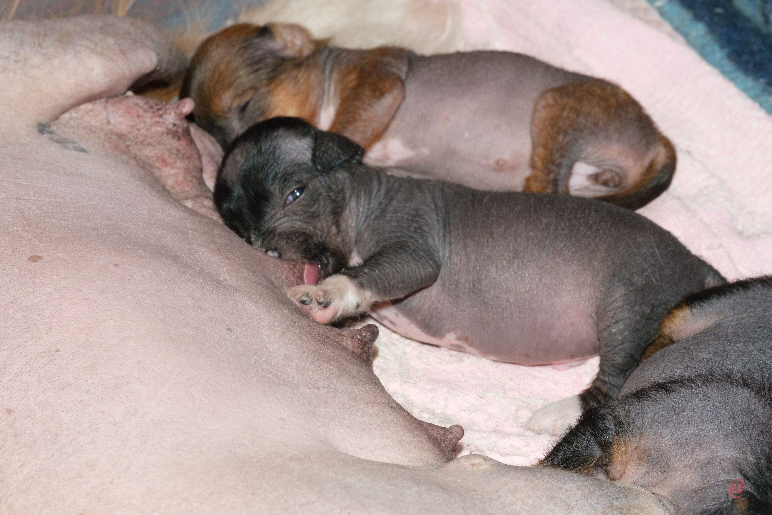 Litter V. Poale Ell Chinese Crested Dog Kennel: Buy a puppy from the kennel