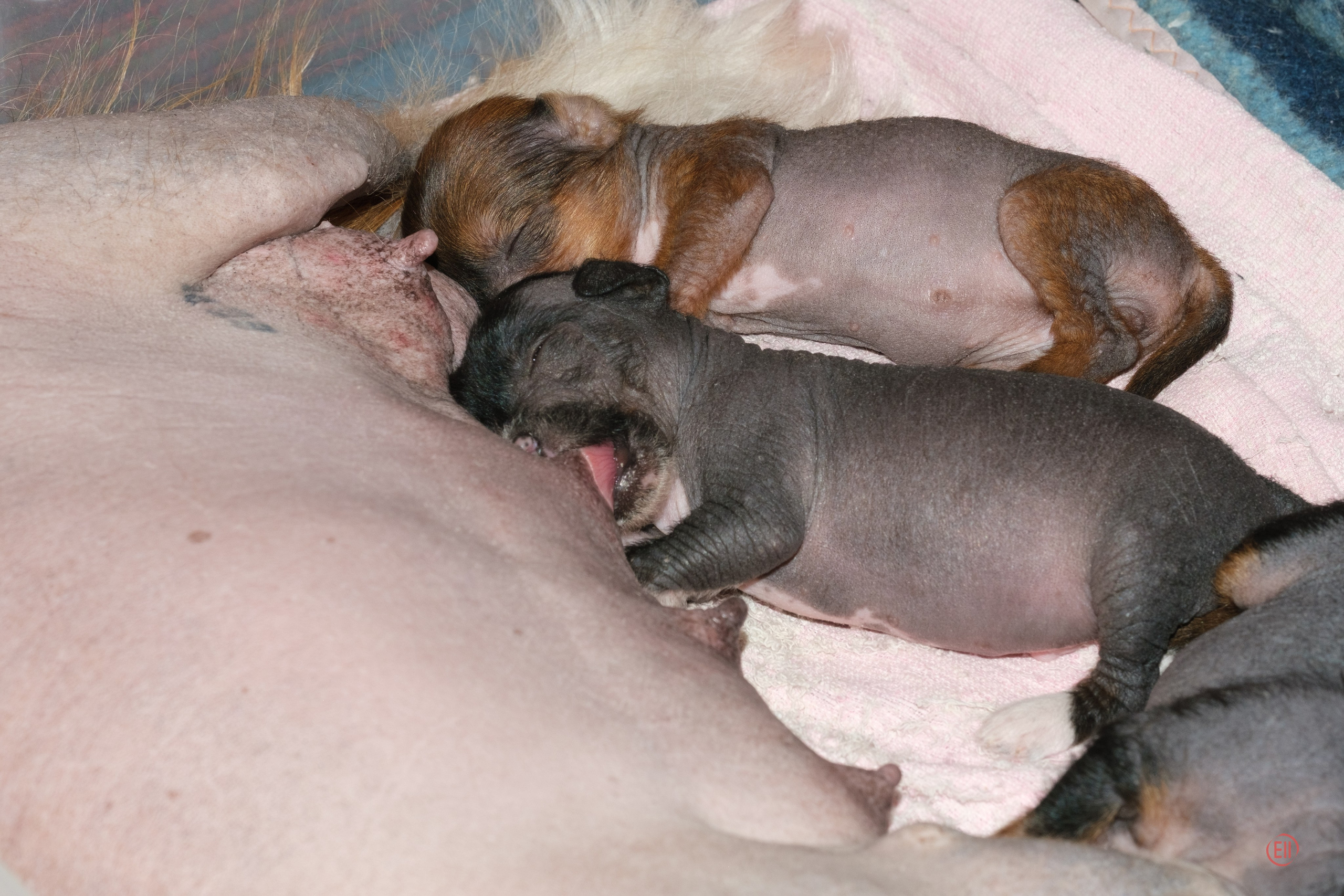 Litter V. Poale Ell Chinese Crested Dog Kennel: Buy a puppy from the kennel