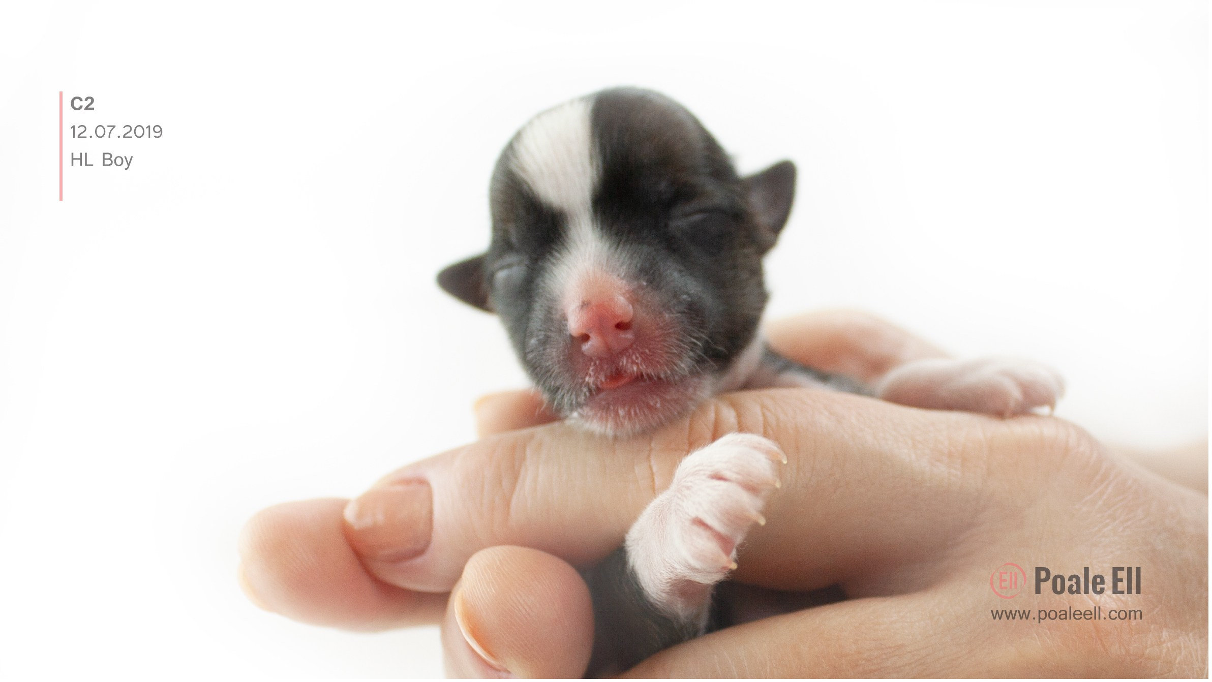 Litter C. Chinese Crested Dog Kennel Poale Ell