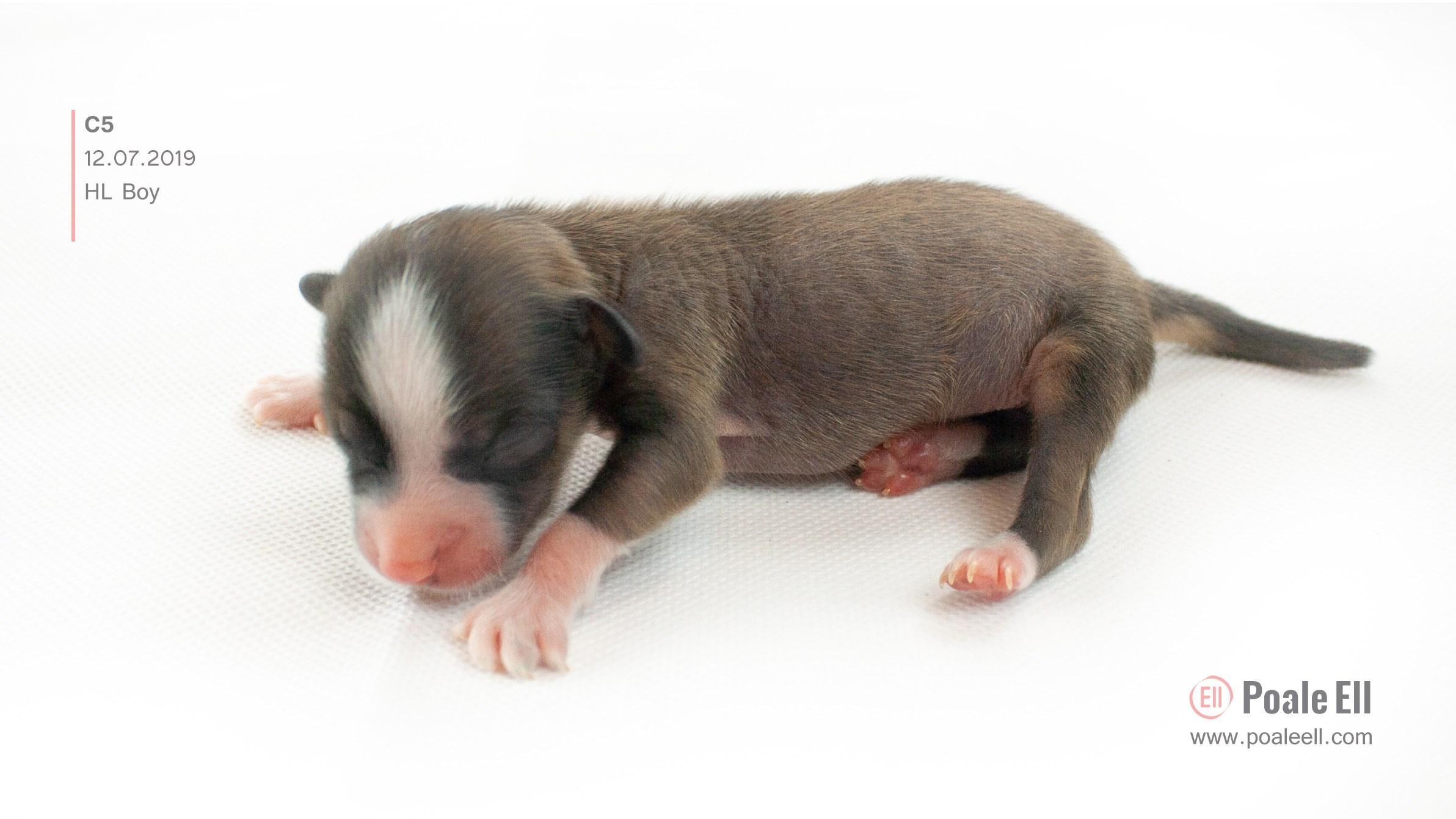 Litter C. Chinese Crested Dog Kennel Poale Ell