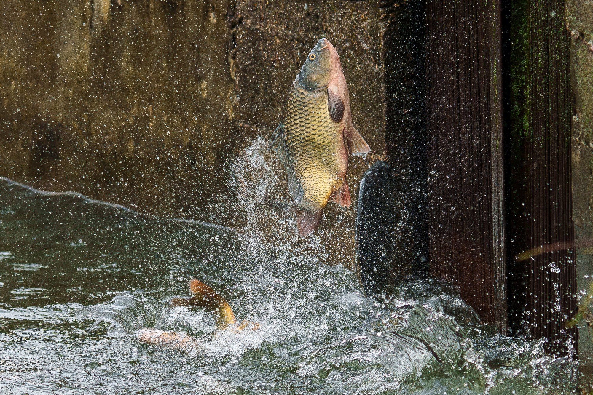 Животные. Ваш личный фотограф Марина Волкова