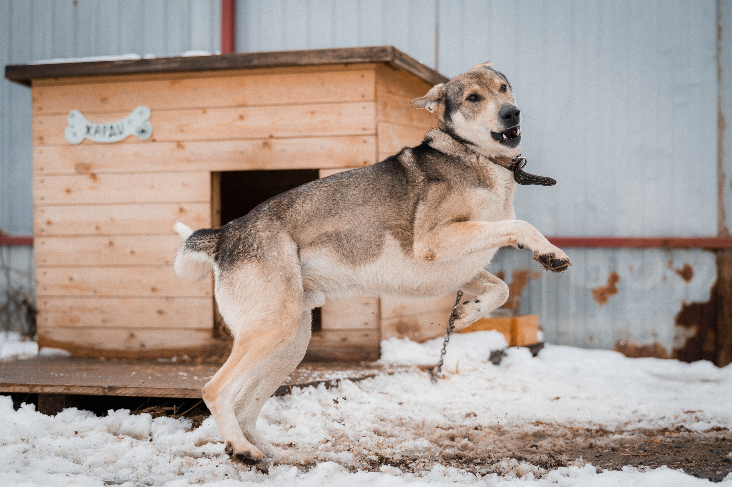 Харди. Улыбка собаки — спасение и пристройство бездомных собак