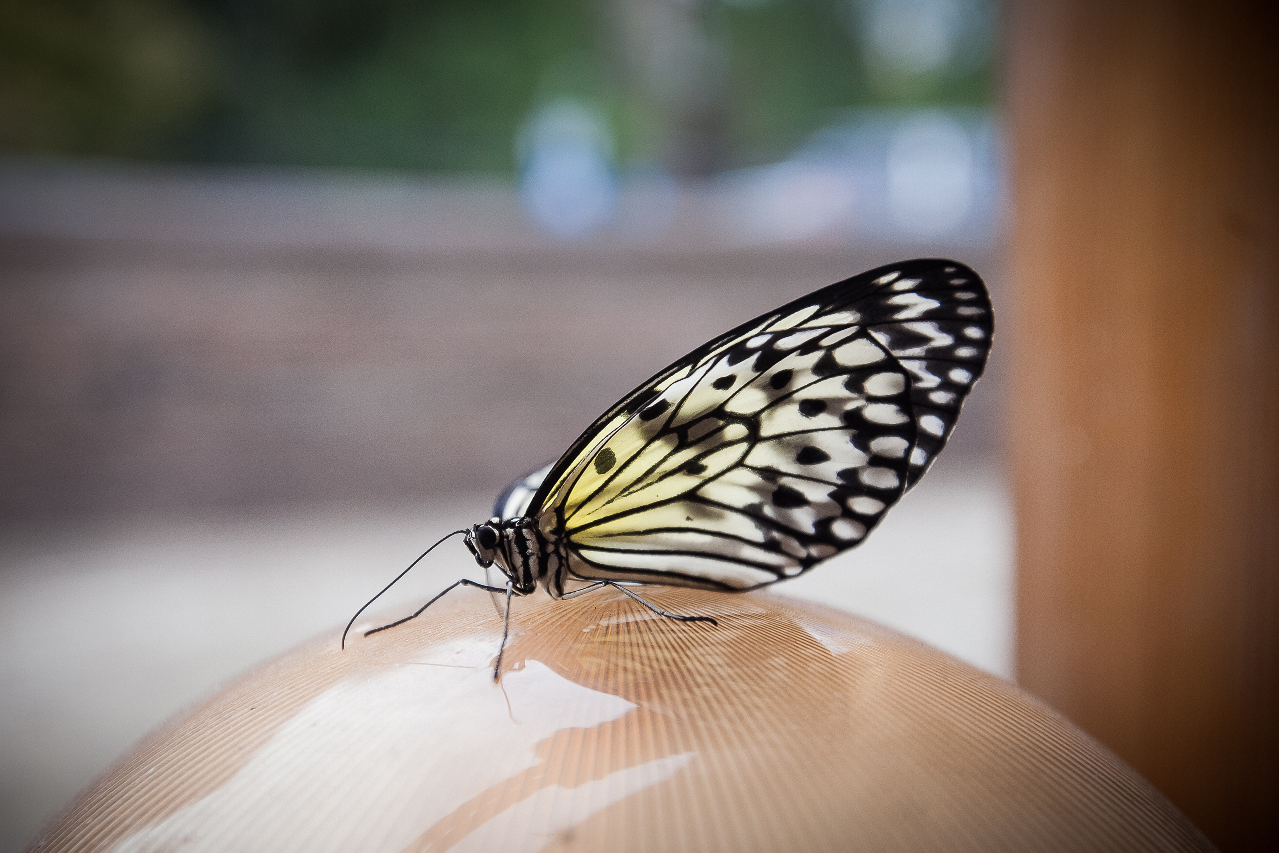 День рождения Никиты, 11 лет. Летопись вашей жизни. Фотограф Игорь Иванов