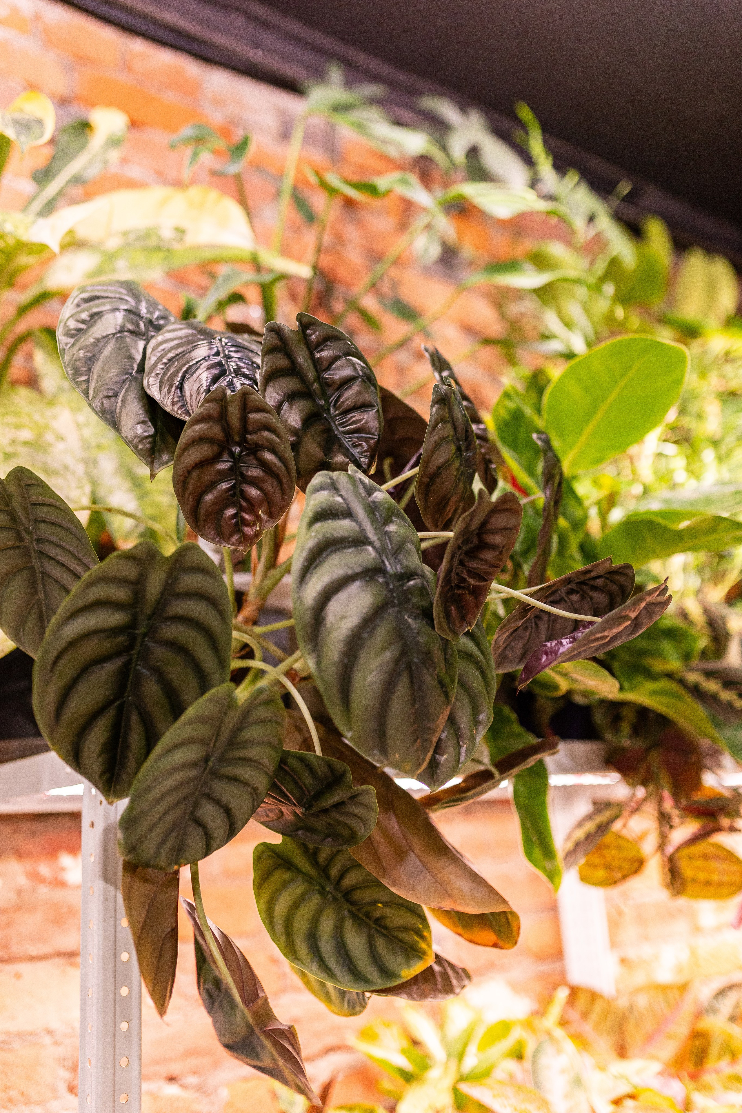 Green_Rare Ярмарка февраль 2025. Александра Куликова фотограф, Москва