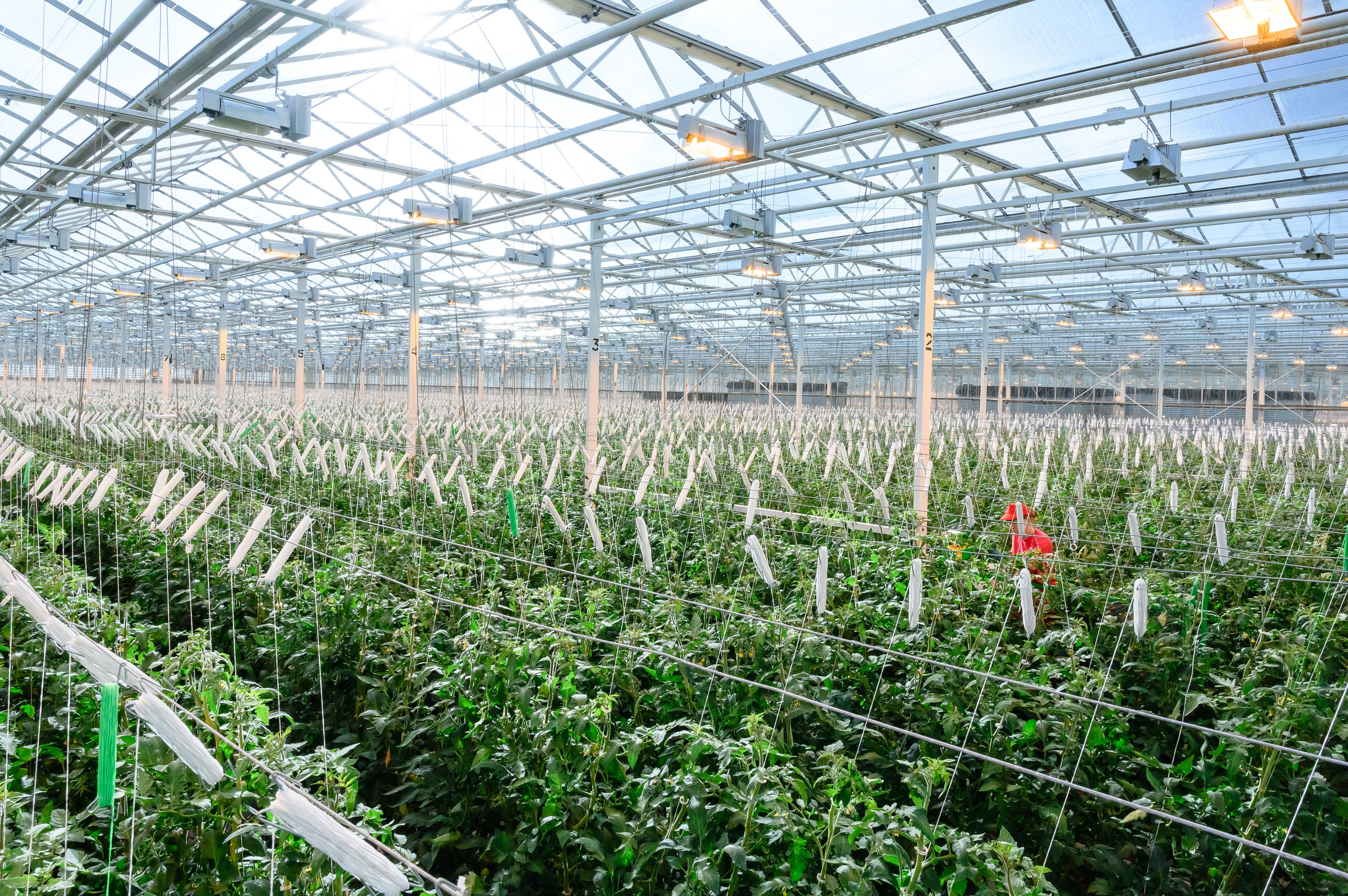 Тепличный комплекс «ПЕРМСКИЙ»