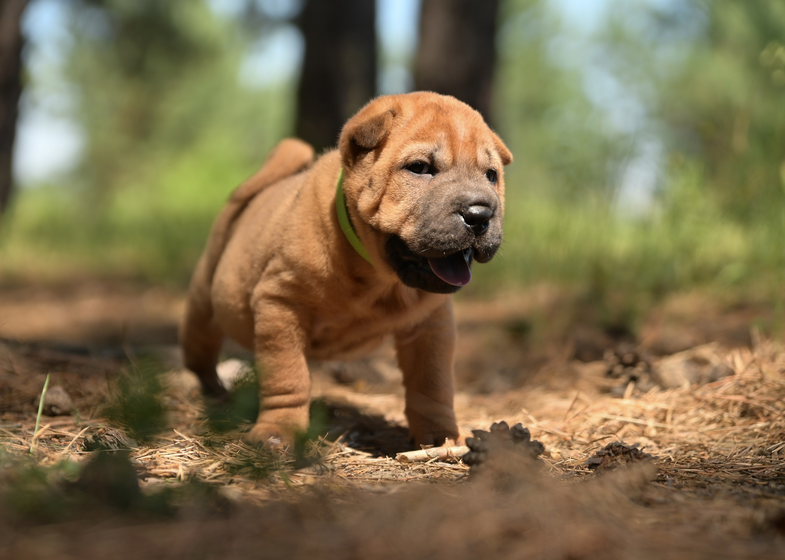 Свободные щенки Шар Пей в Иркутске. Питомник собак Иркутск