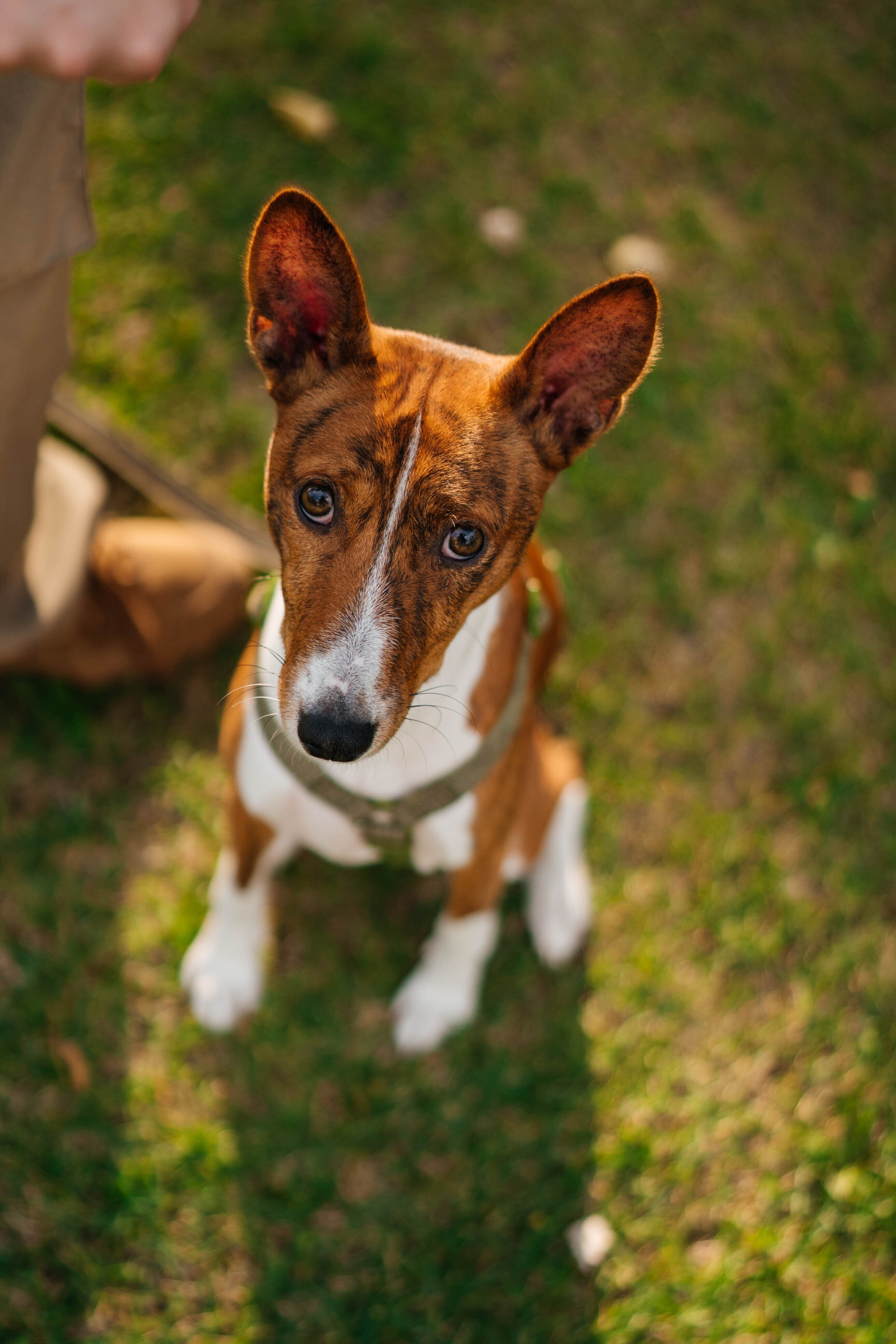 Съемки с животными. Https://instagram.com/ana.stasia.n