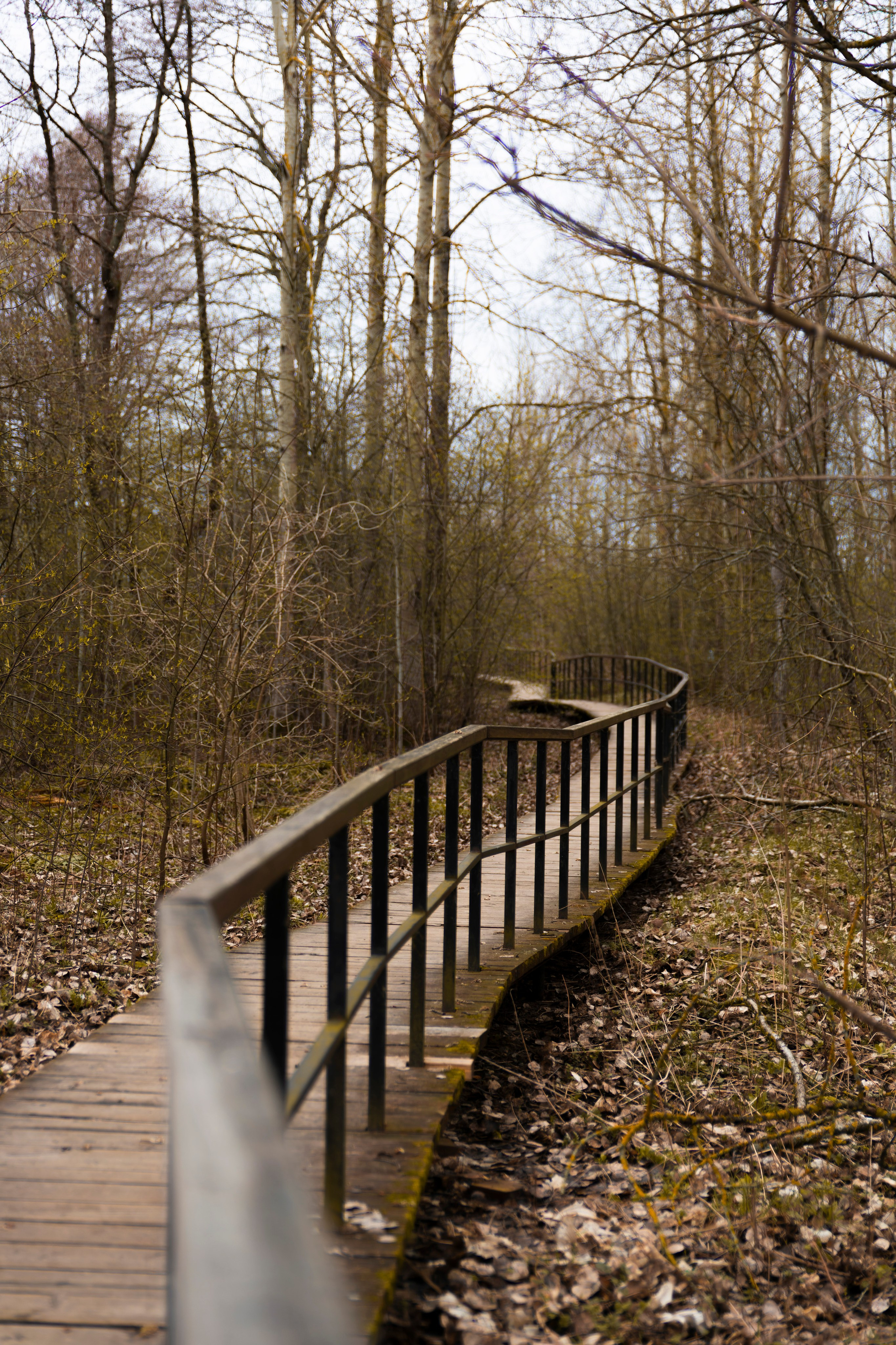 Из наблюдений. Плак или Квак