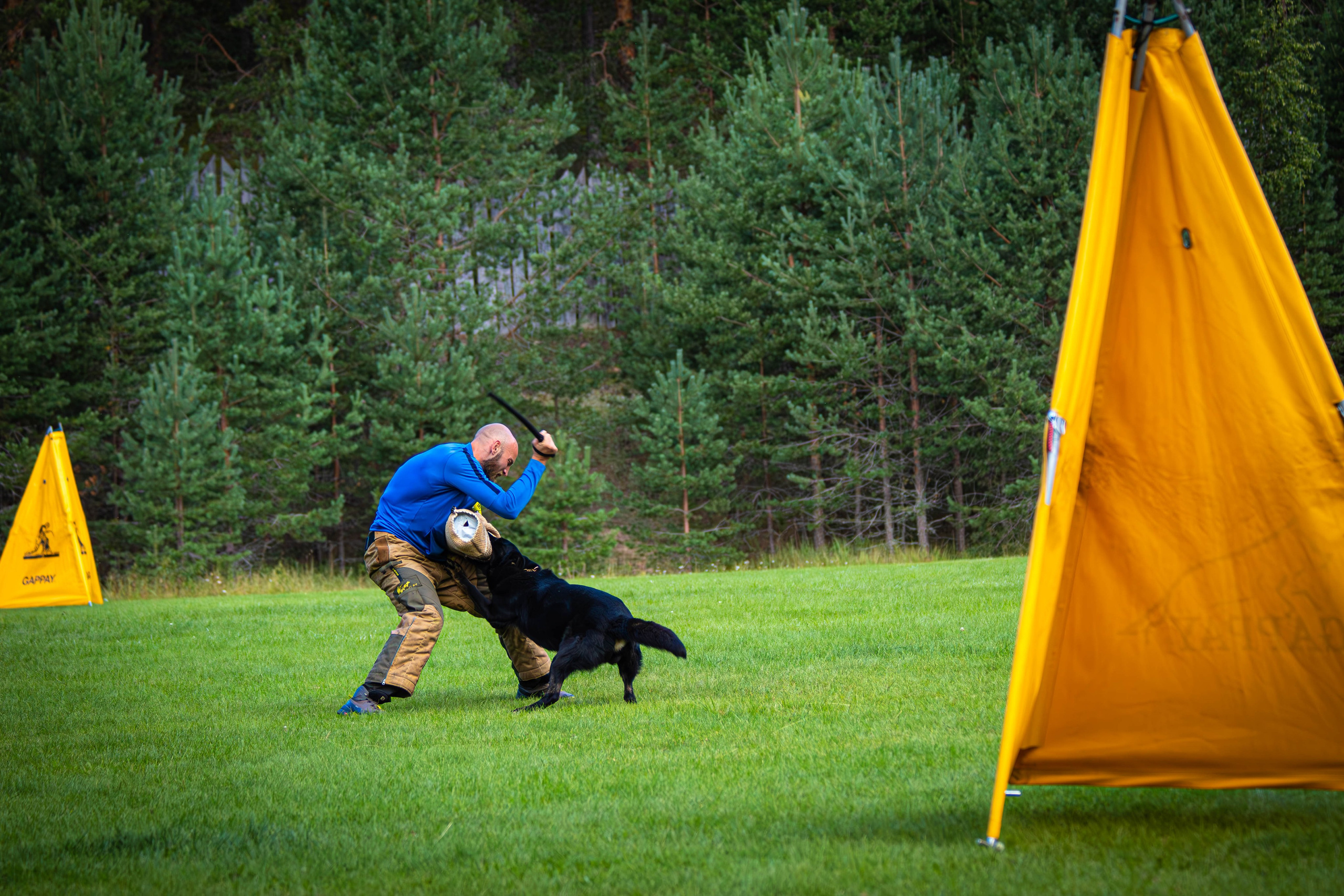 Фотограф анималист репортаж. Фотограф анималист — Тула, Москва