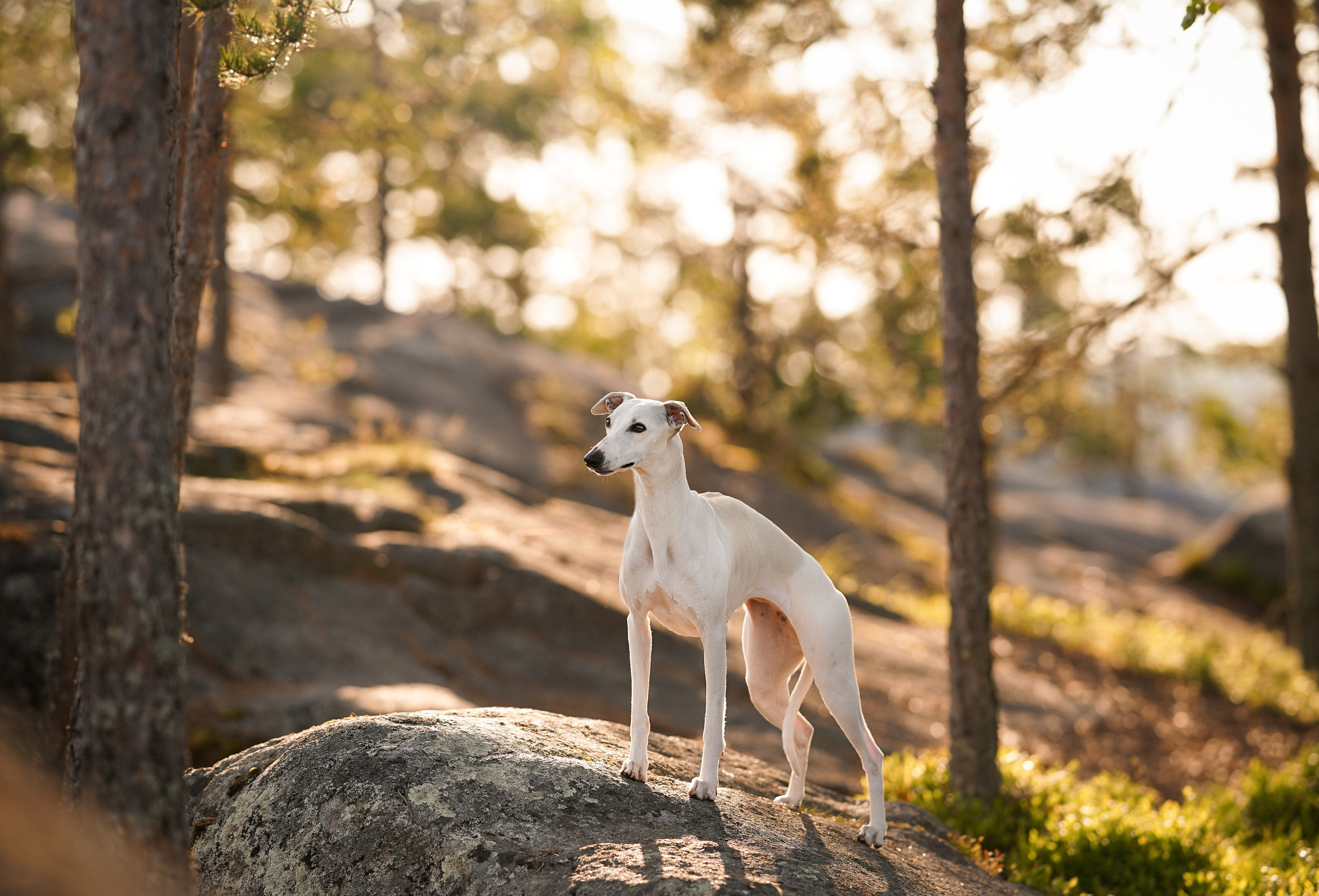 Даша Фифа Гага и Вениамина. Фотограф-анималист в Санкт-Петербурге Яна Мартынова