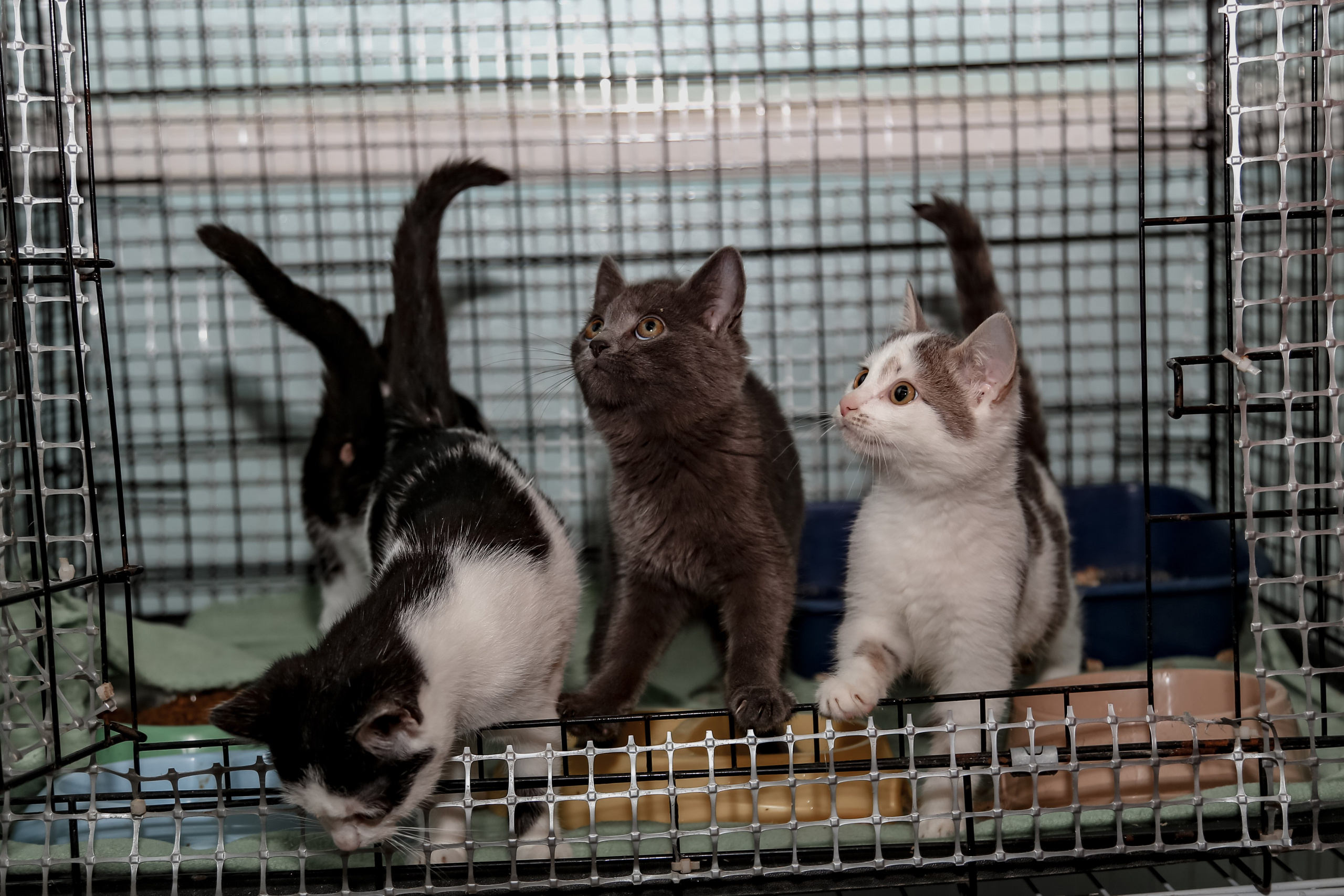 Приют Кошкин Дом Филимоша. Ваш фотограф в Оренбурге Рощупкина Екатерина