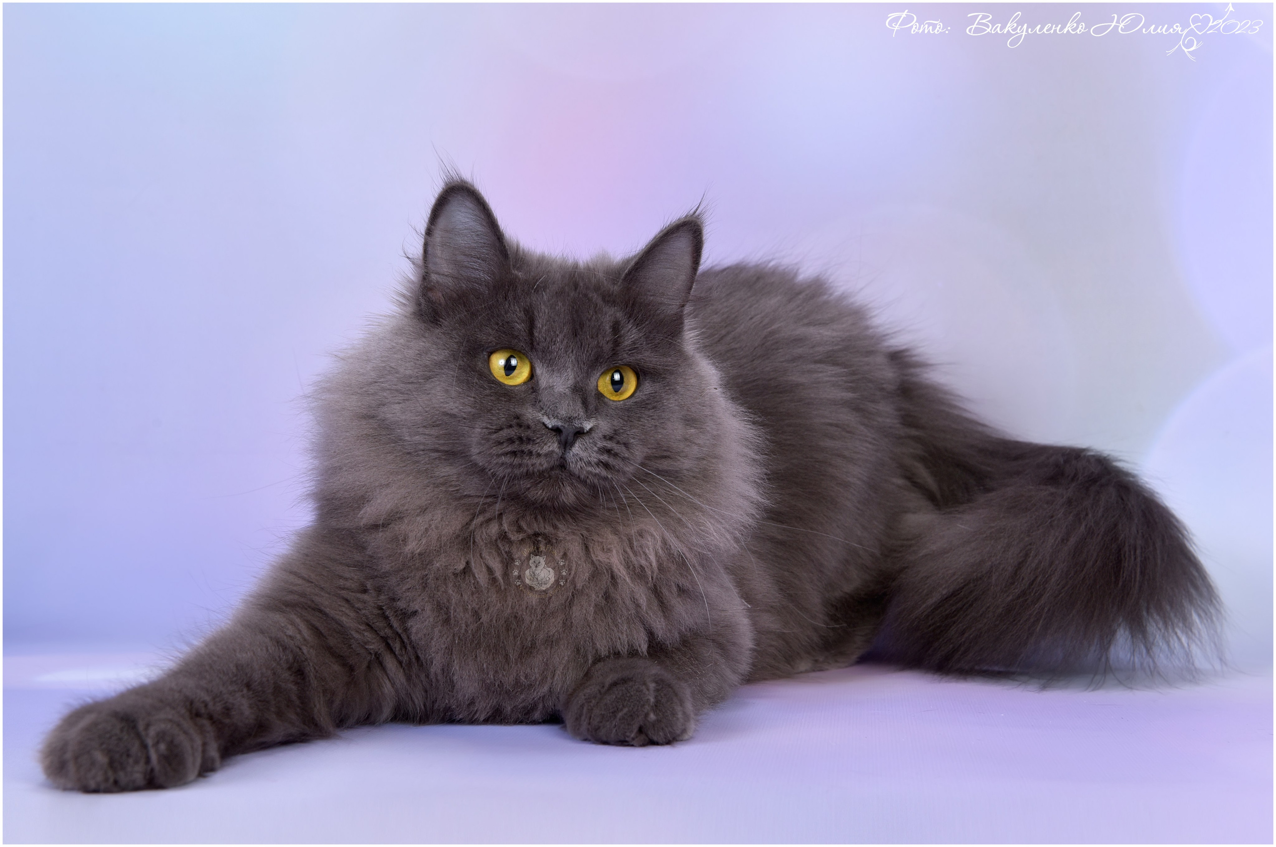 Взрослые. Фотограф анималист | семейный Юлия Вакуленко, г. Краснодар