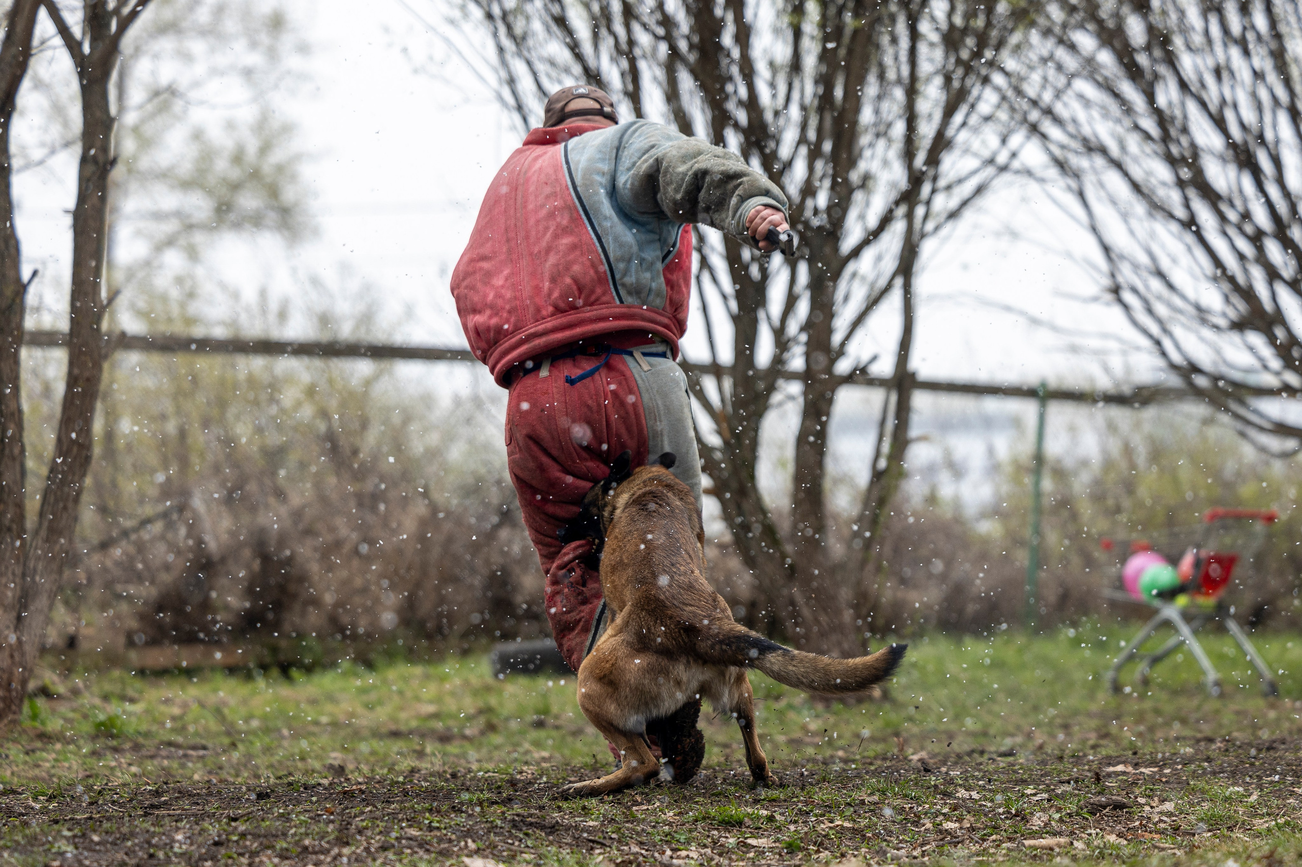 Квалификационные состязания по мондьорингу г. Вологда 11.05.24. Фотограф-анималист Анна Маринич