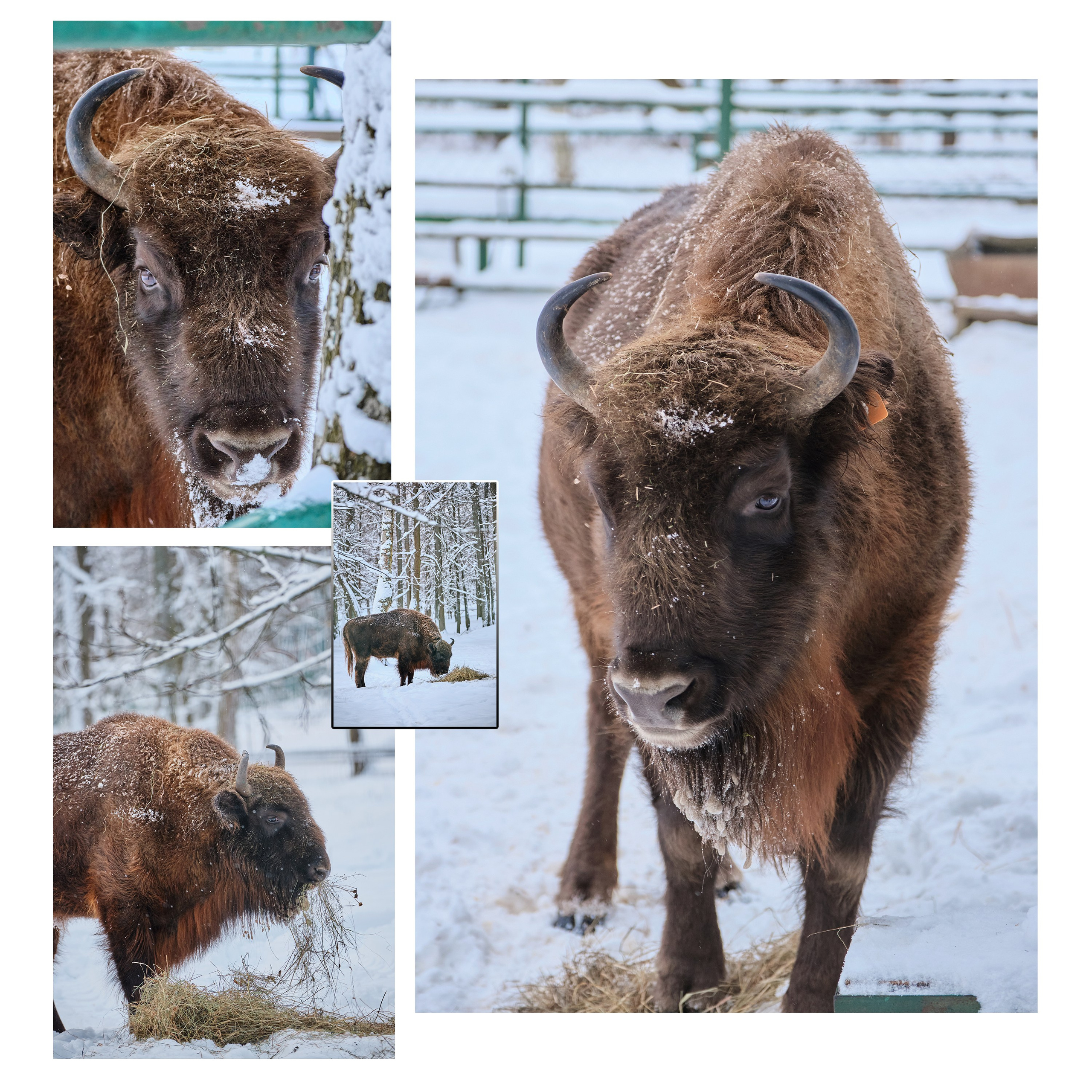 Приокско-Террасный заповедник. Репортажная фото и видеосъемка в Москве под ключ