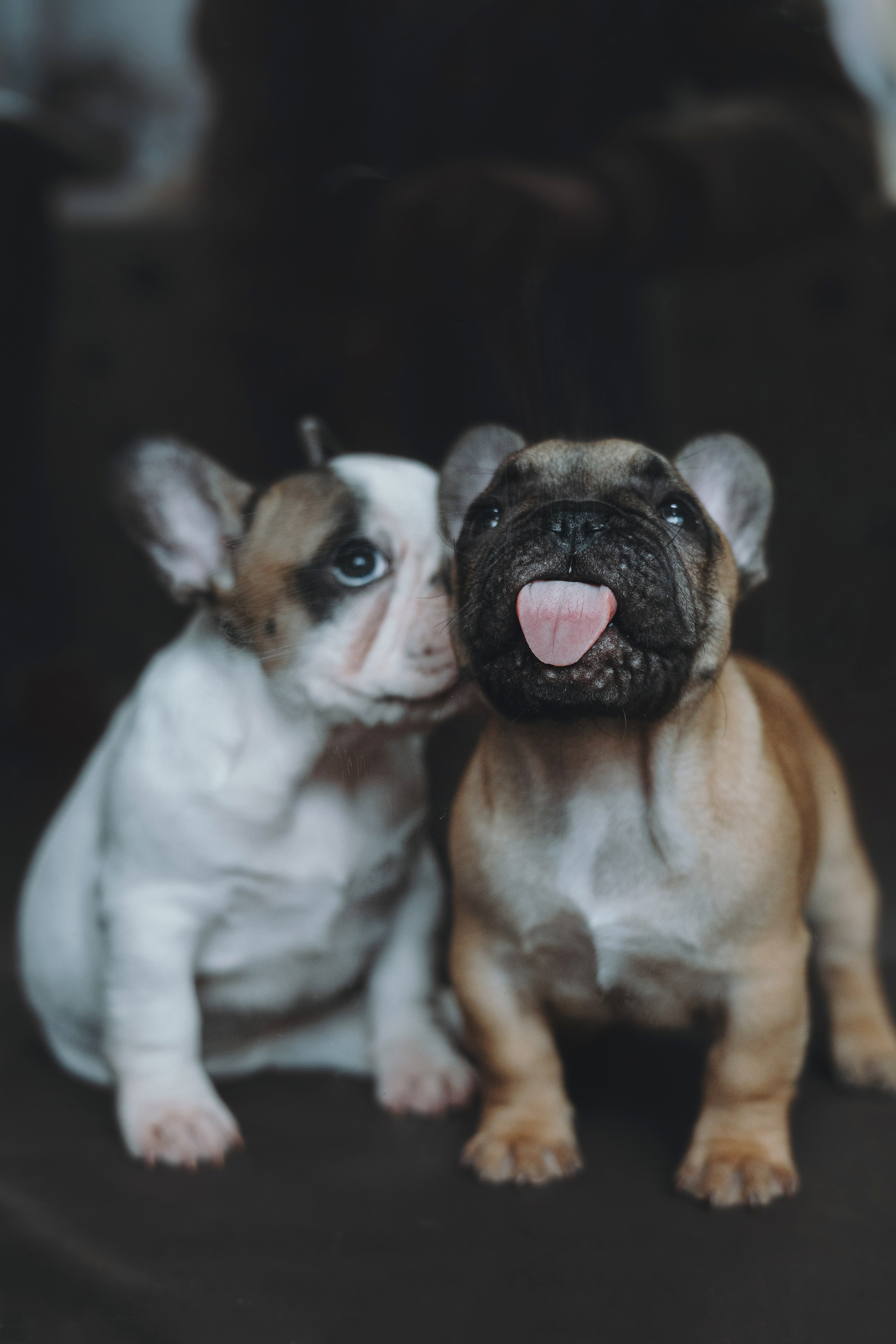 Щеночки. Фотограф — анималист Владивосток, Алина