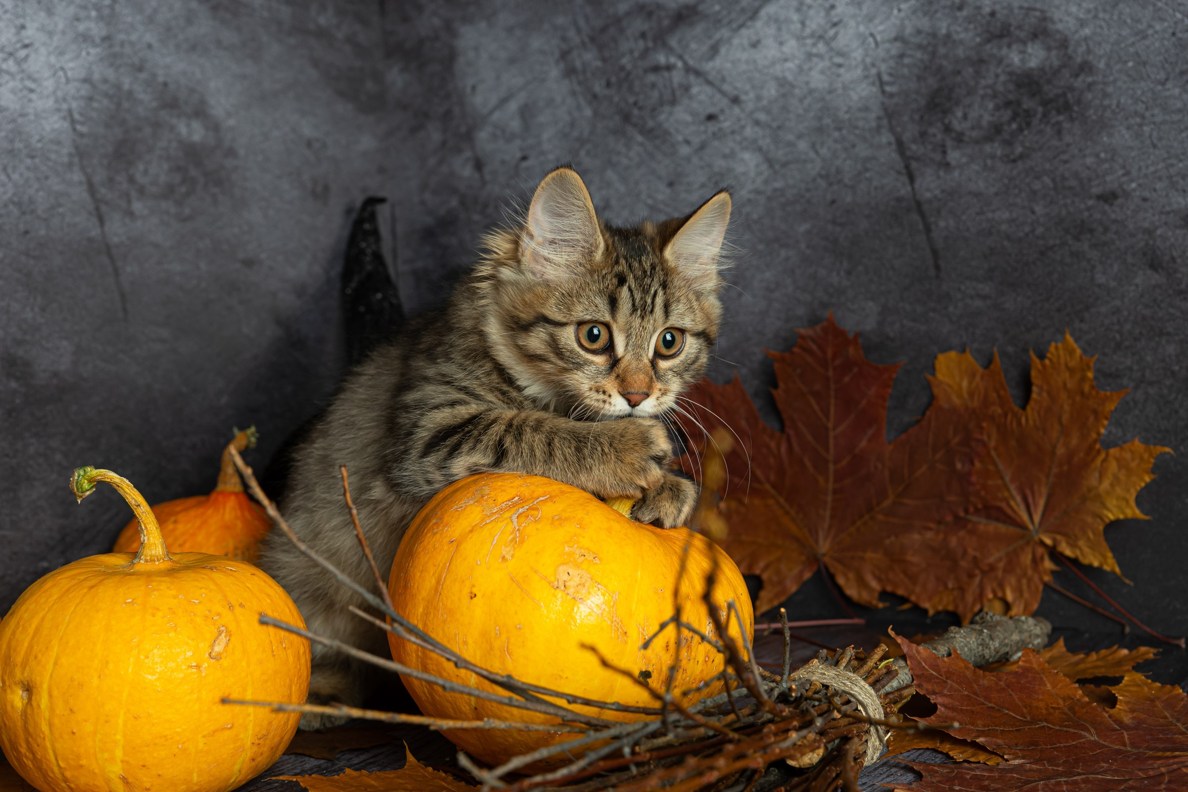 Курильский бобтейл. Фотограф на Камчатке Анна Моргачёва. Семейные и детские съёмки