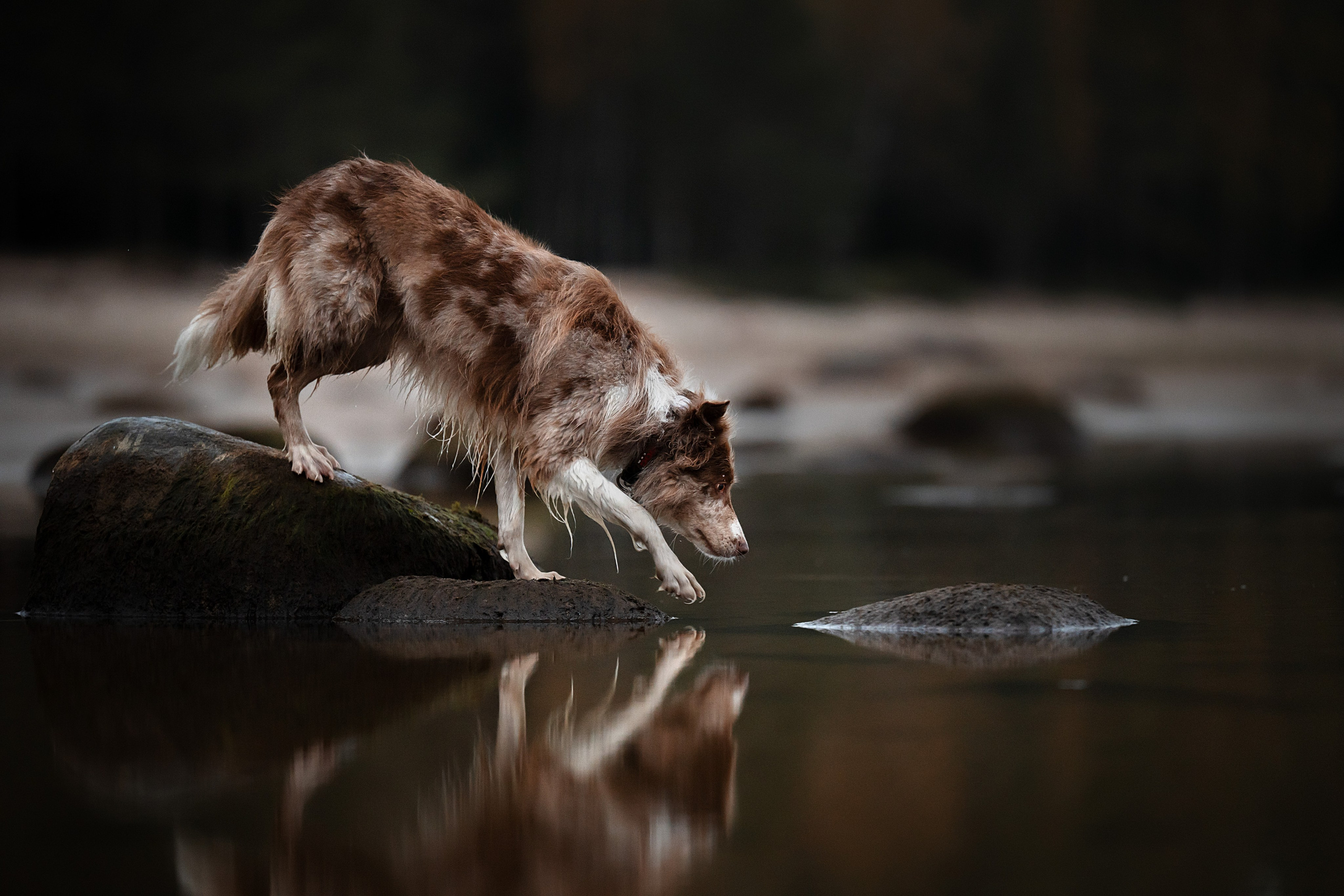 Прогулочная съемка. Фотограф-анималист Виктория Симонова. СПб