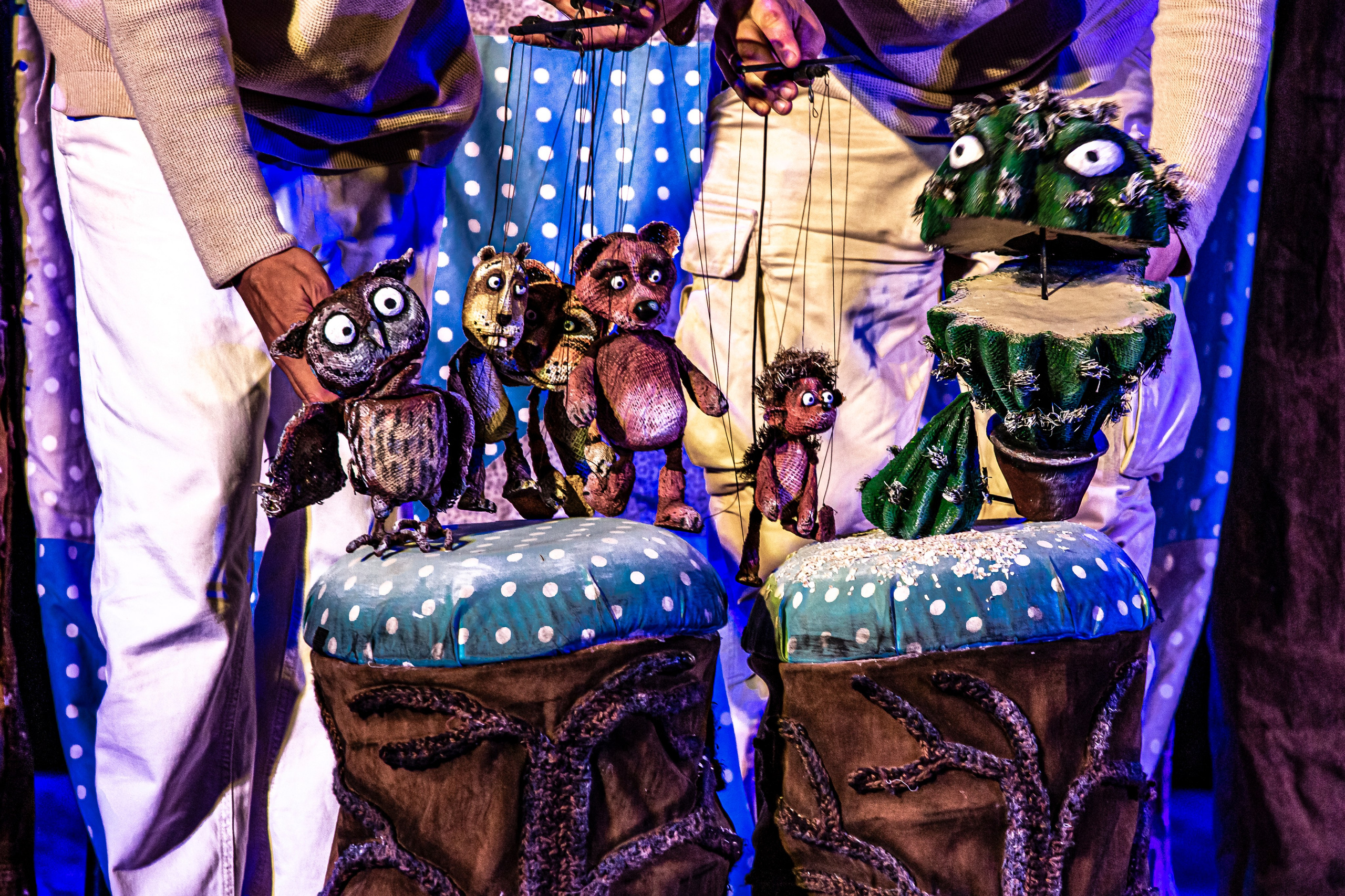 Колючая сказка. Фотограф в Сочи Юрий Шептаев