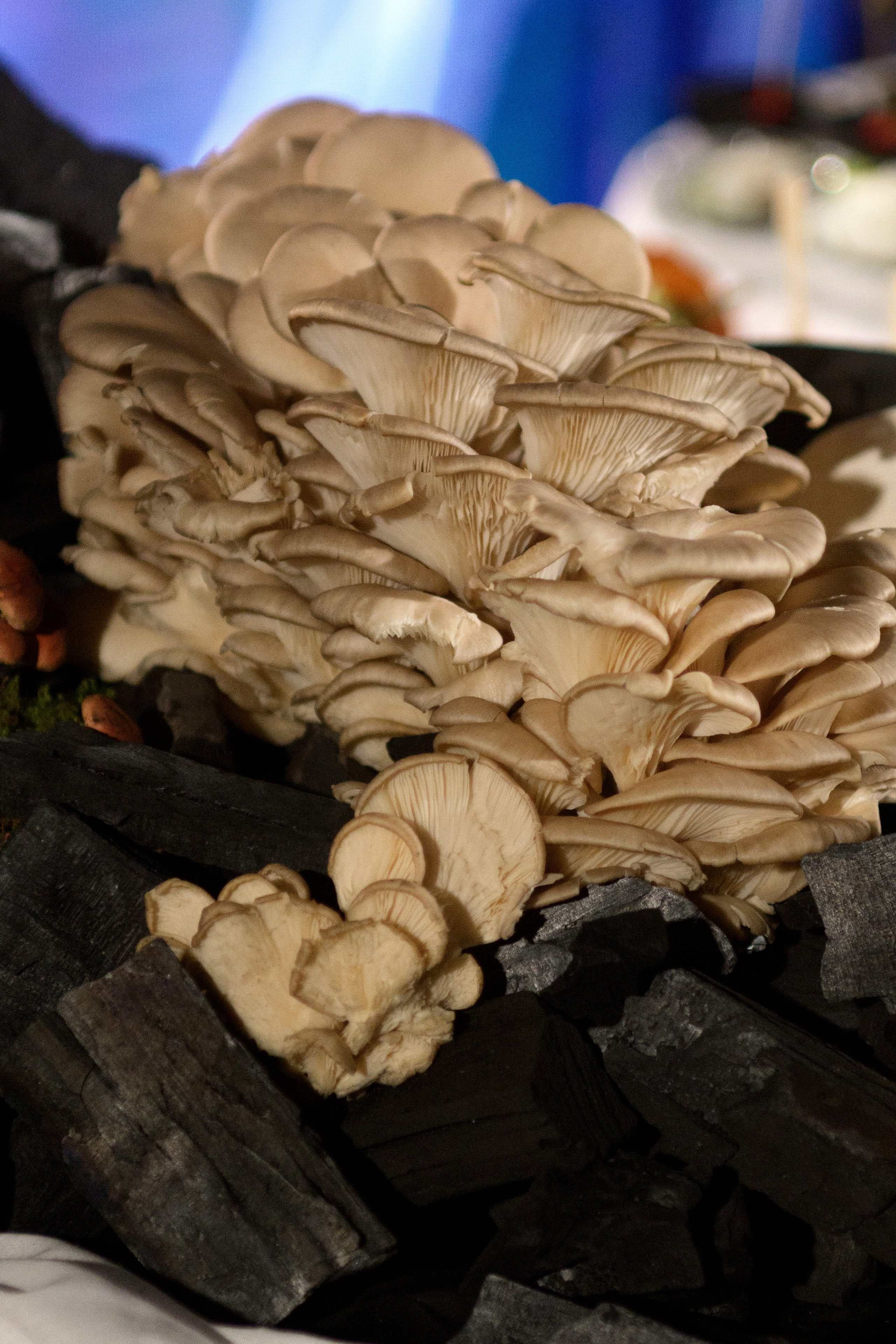 Decor by Favorite catering. Свадебный фотограф в Минске