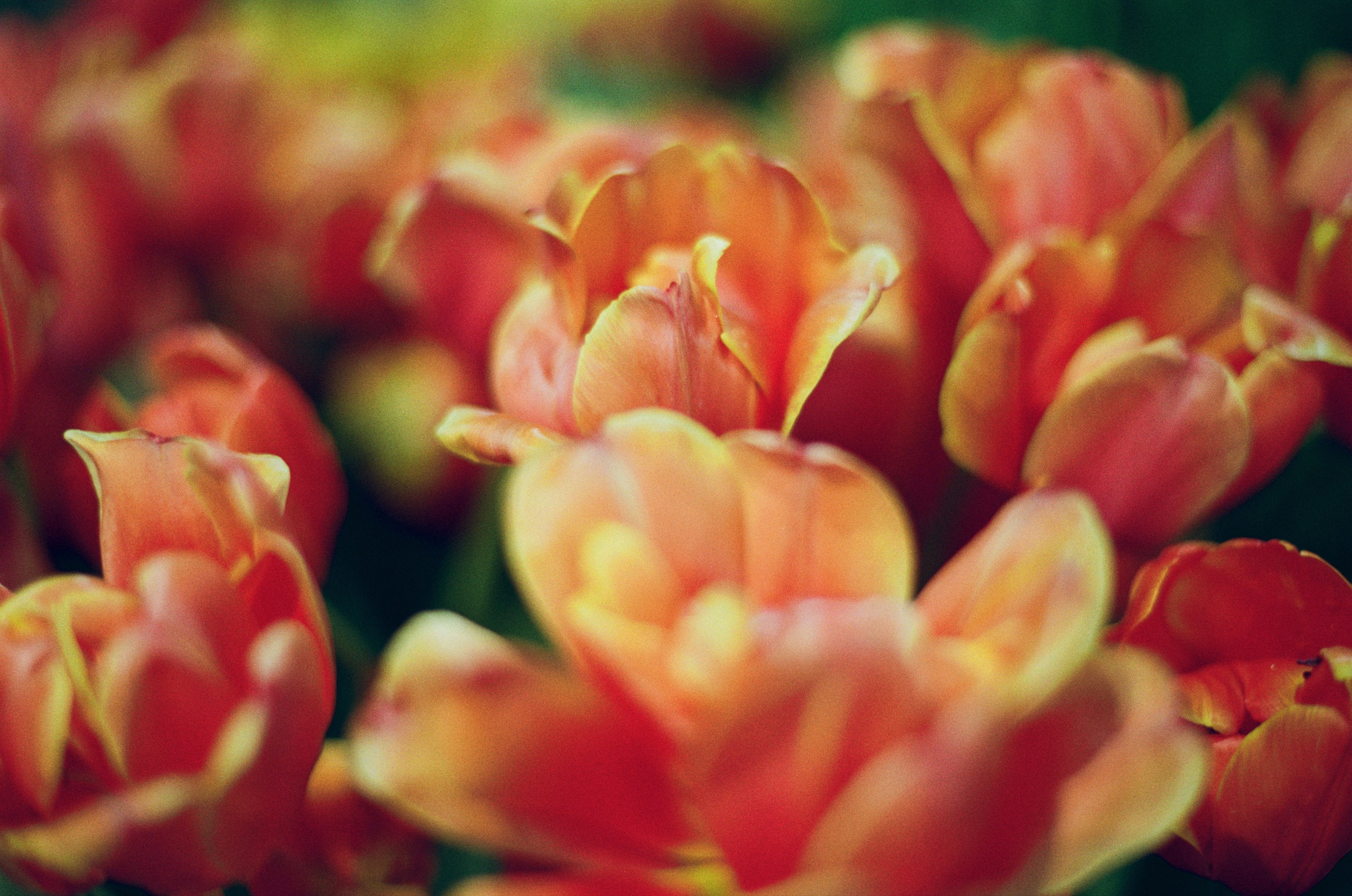 If i get high IV. EVER EXPOSED