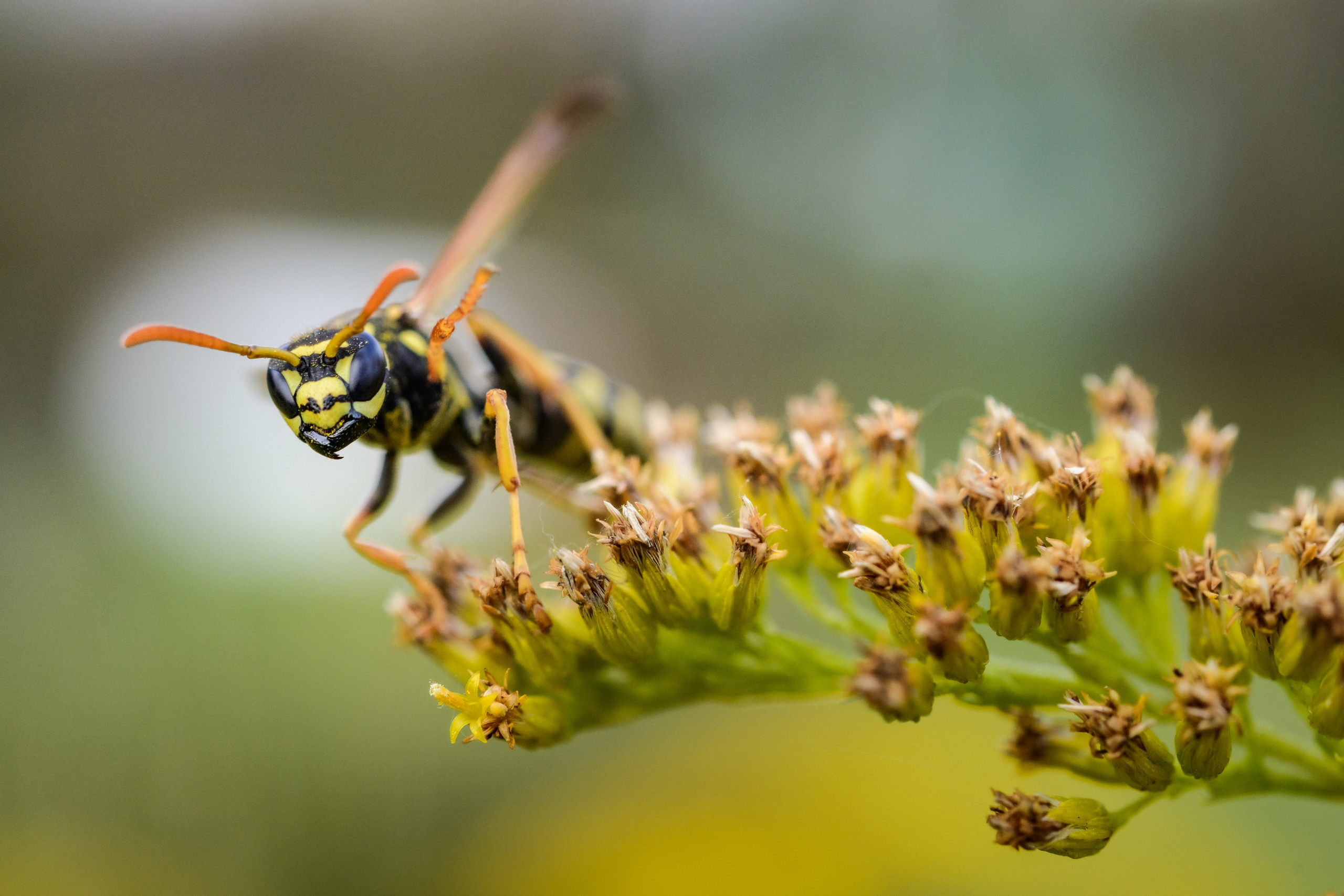 Middle zone of Russia