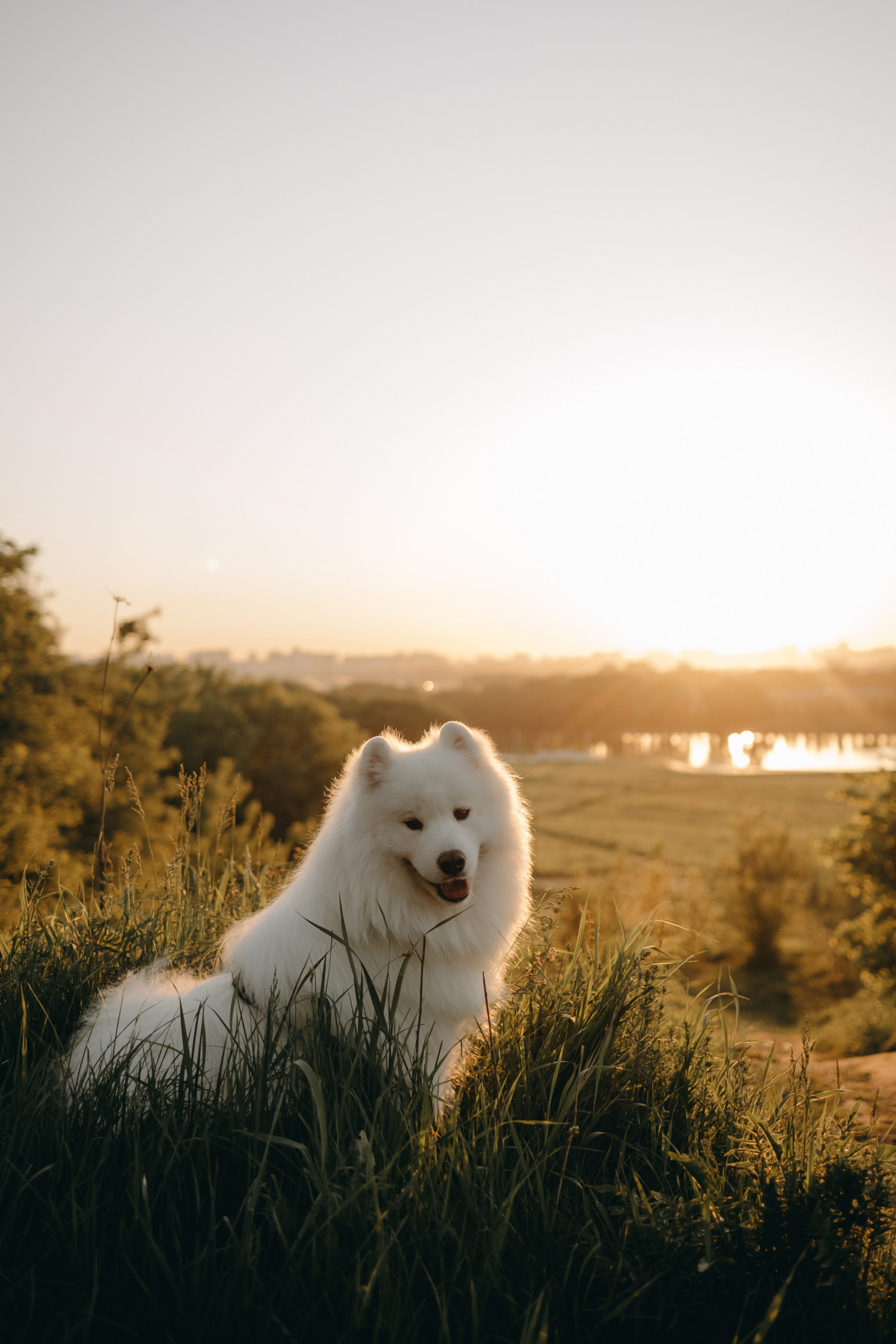 Танго и его семья. Фотограф — Анималист | Санкт-Петербург