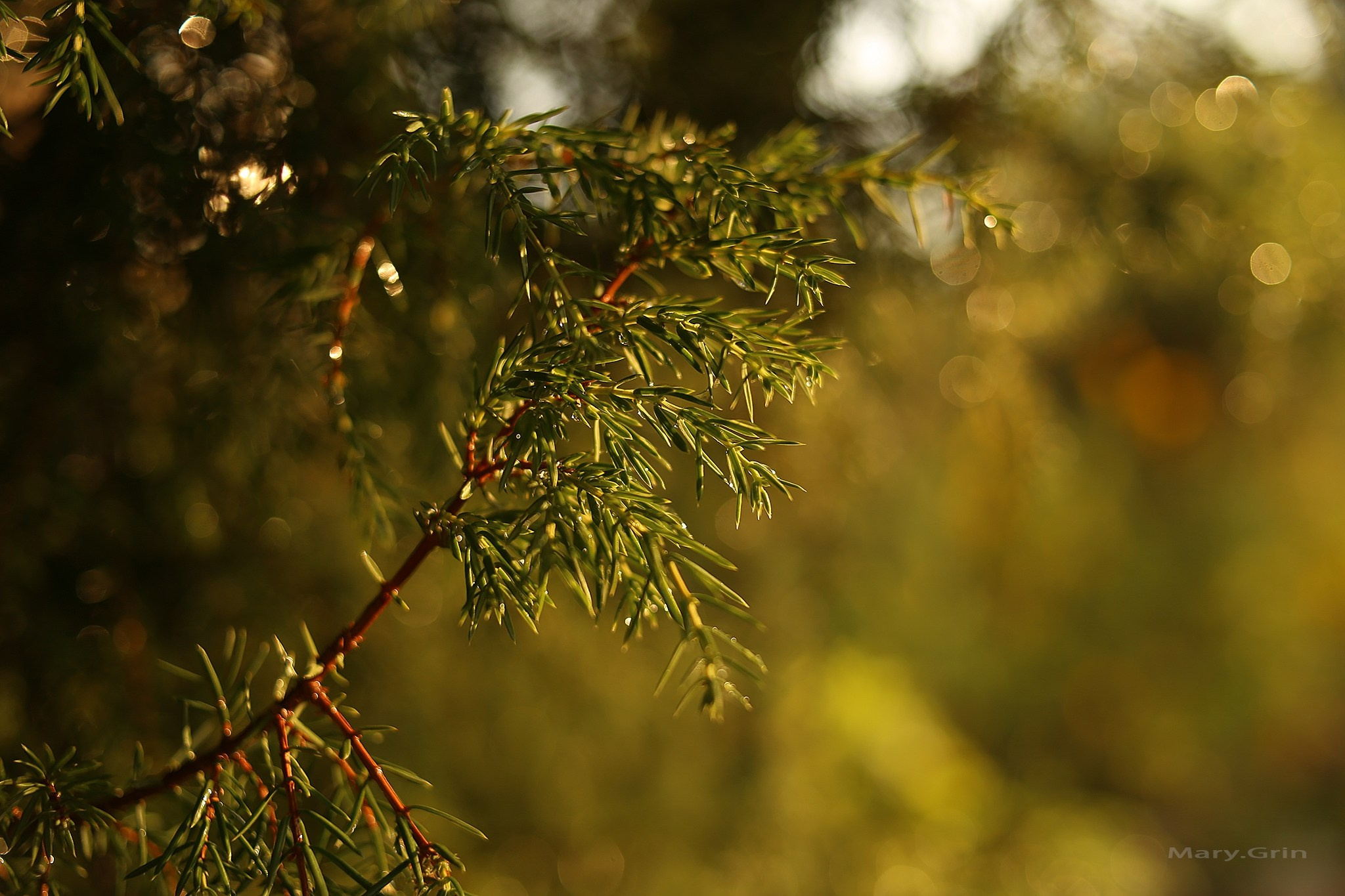 Русская деревня. Детский и семейный фотограф, фотограф мероприятий Нижний Новгород