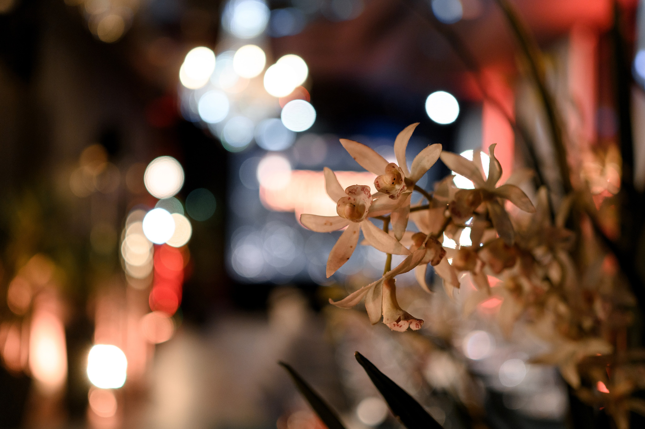 Happy Birthday Elena. Свадебный фотограф Минск