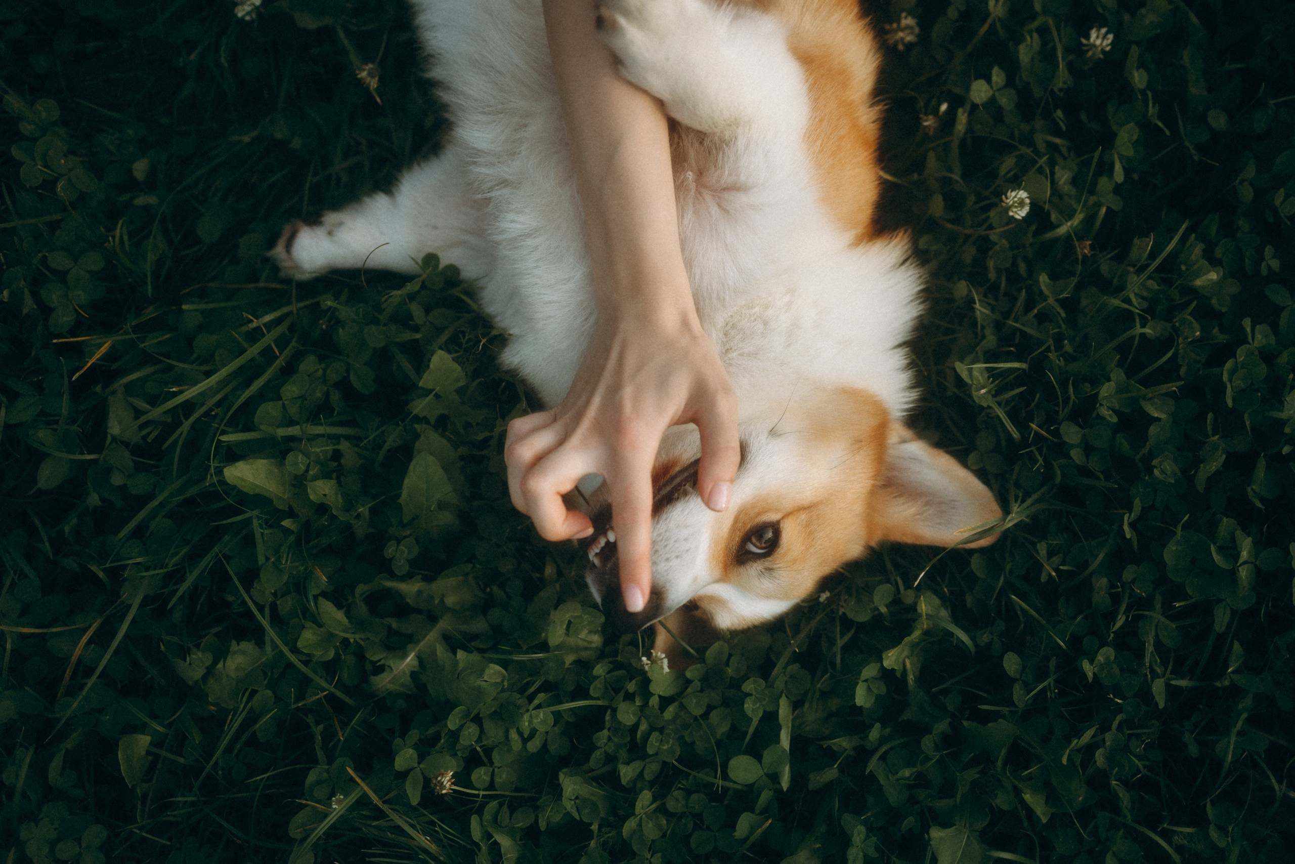 Лея, Коржик, Олеся и Влад. Фотограф анималист Анастасия Пикей