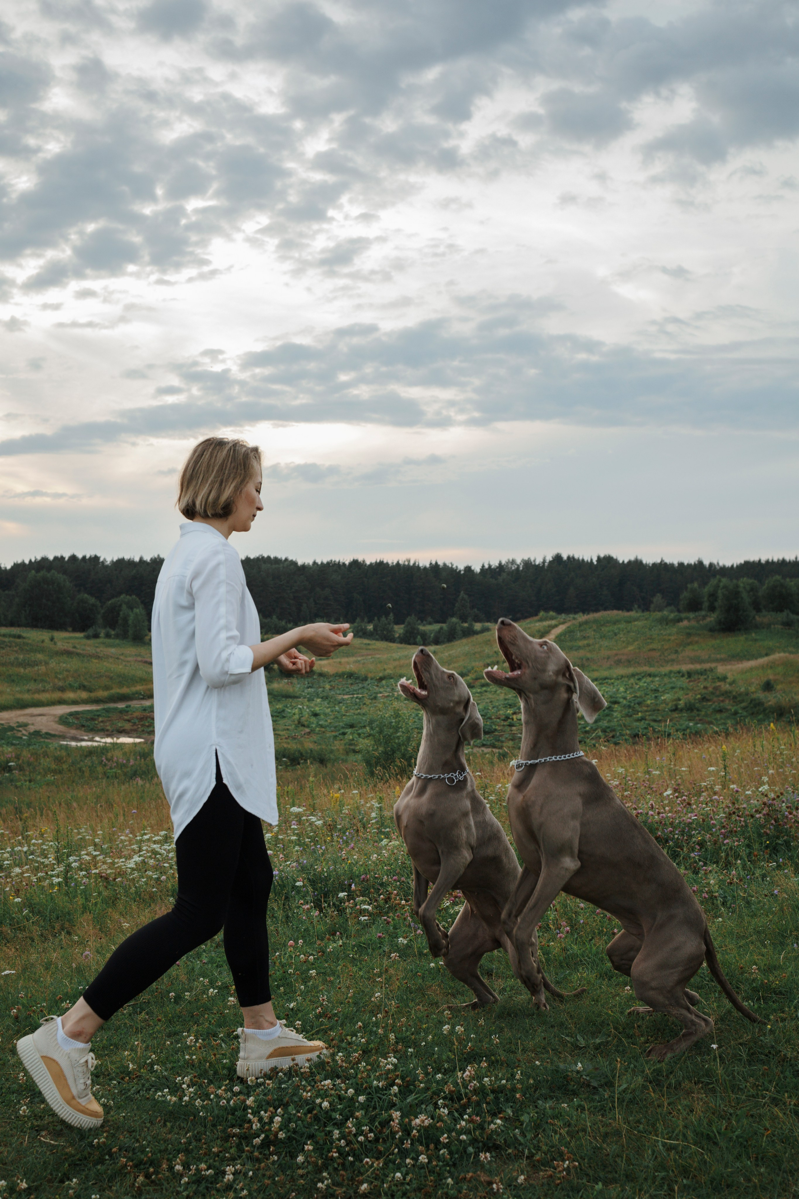 Маргарита и веймаранеры. Фотограф-анималист в Санкт-Петеребурге Титова Алиса