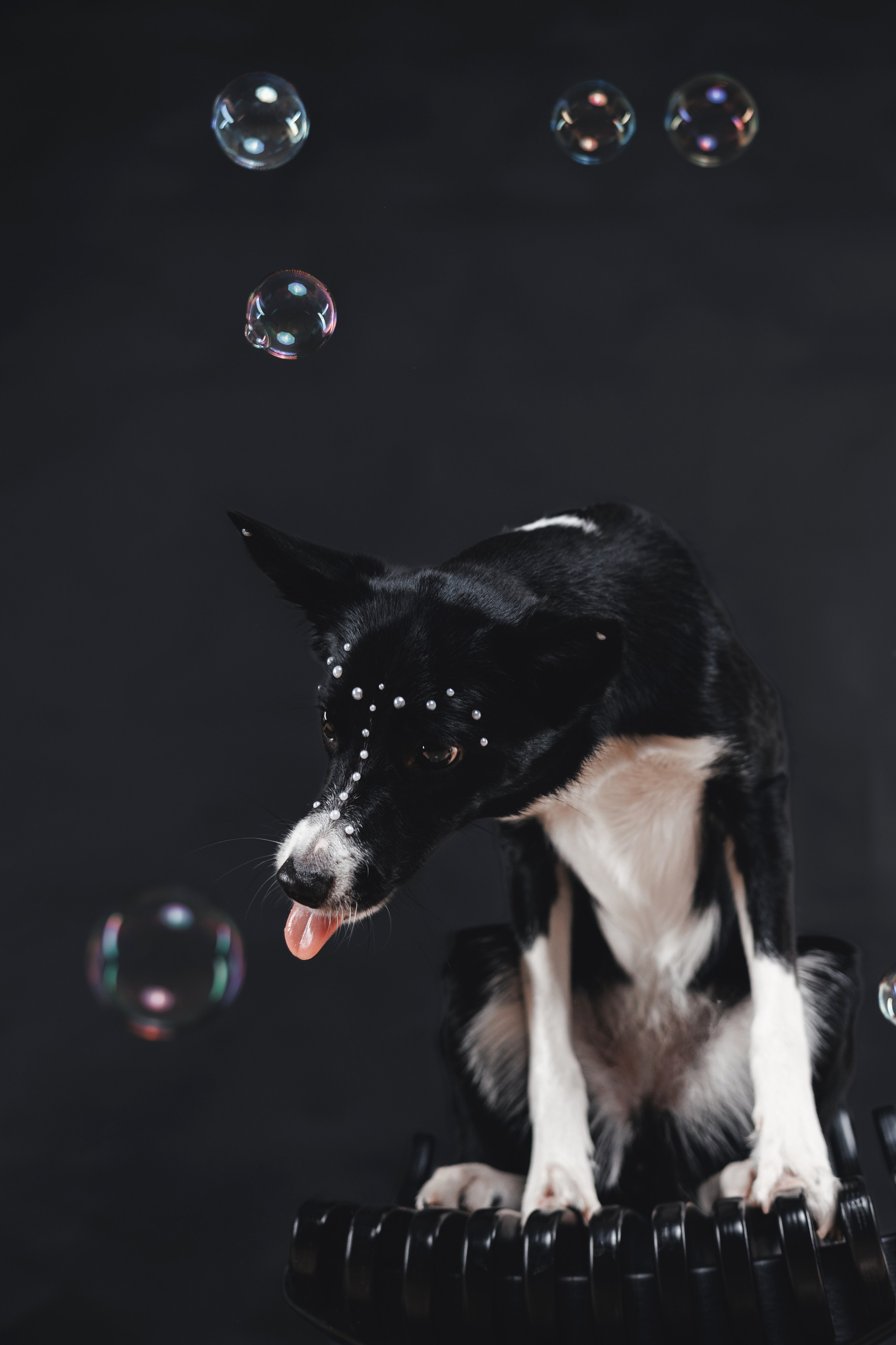 Рей в студии. Фотограф — анималист Владивосток, Алина